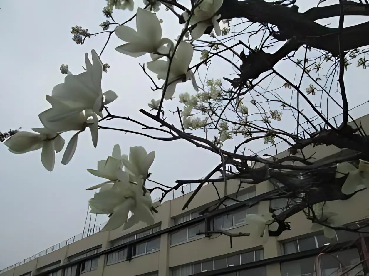 立川九小SC 立川市立第九小学校のメイン画像