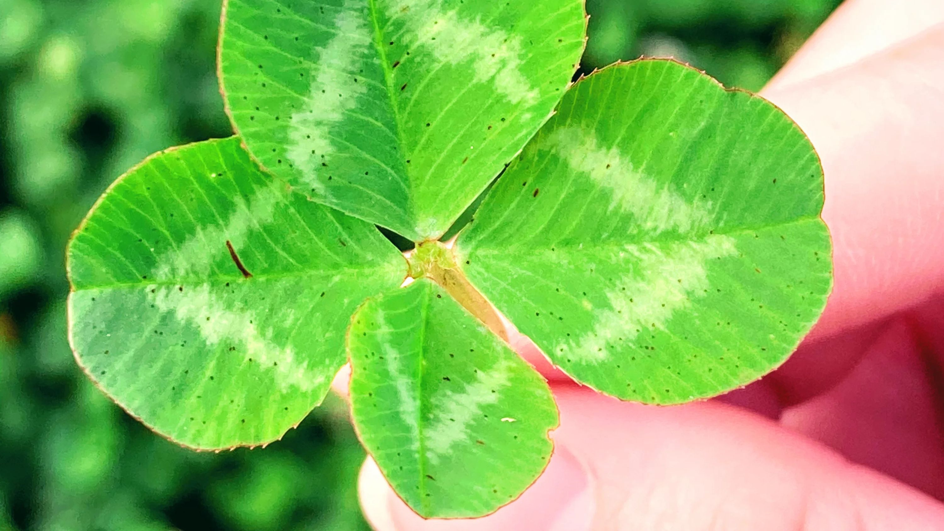 ラボ・パーティさいたま市浦和区常盤教室のメイン画像