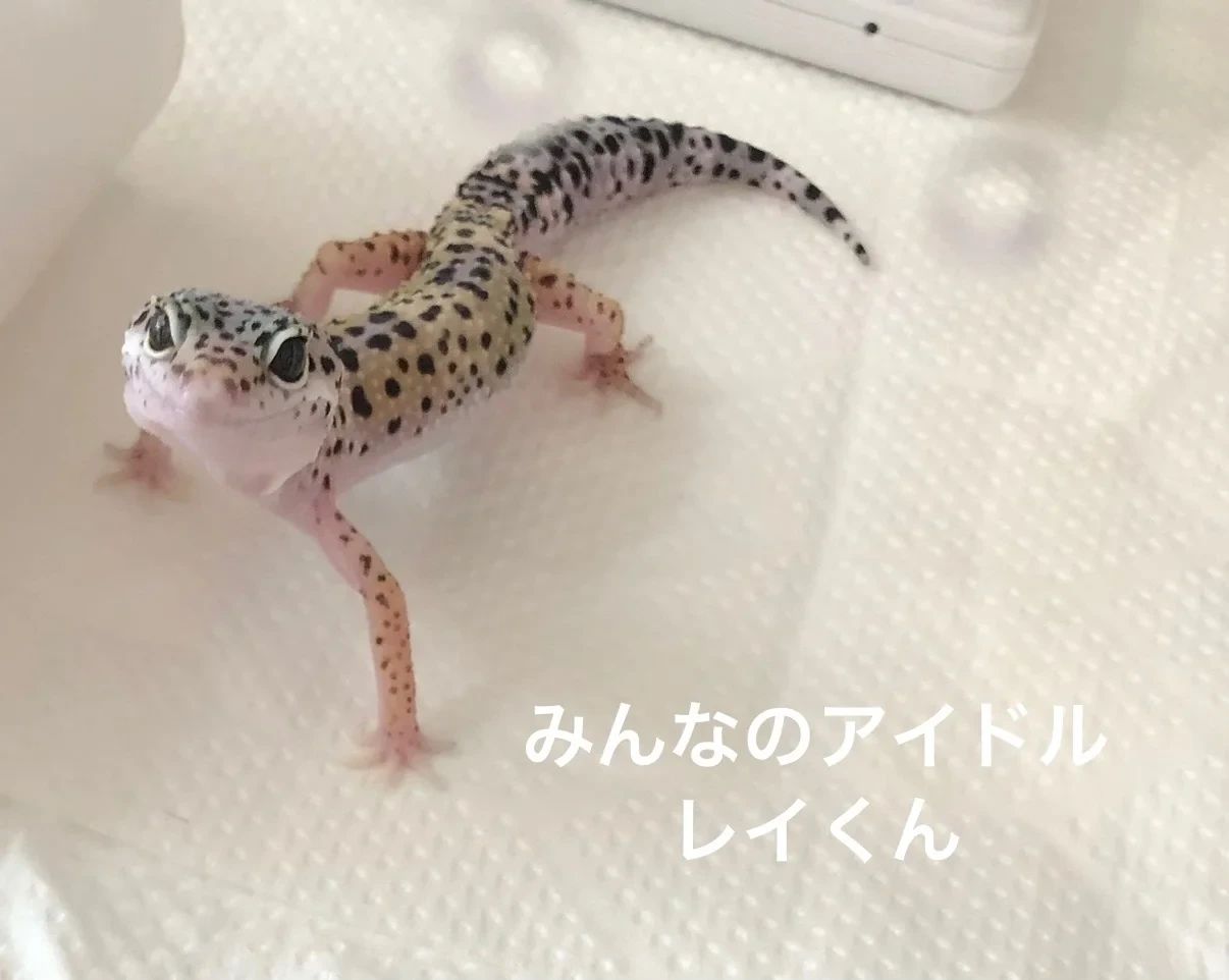 Poco a Poco リトミック 新川教室のサムネイル画像 3