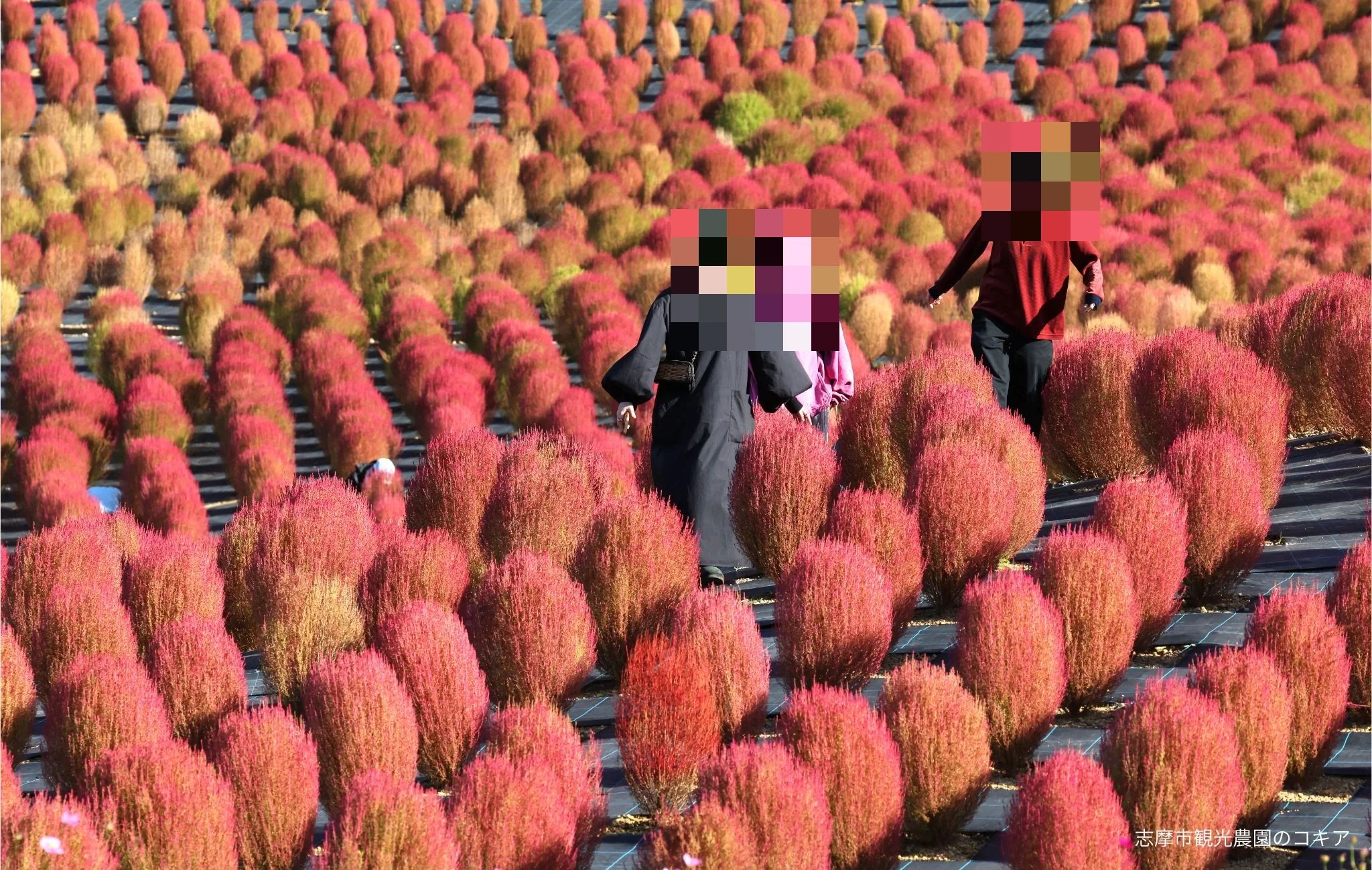 CHEER Dragons(チアドラゴンズ) ダンス 津中日文化センターのメイン画像