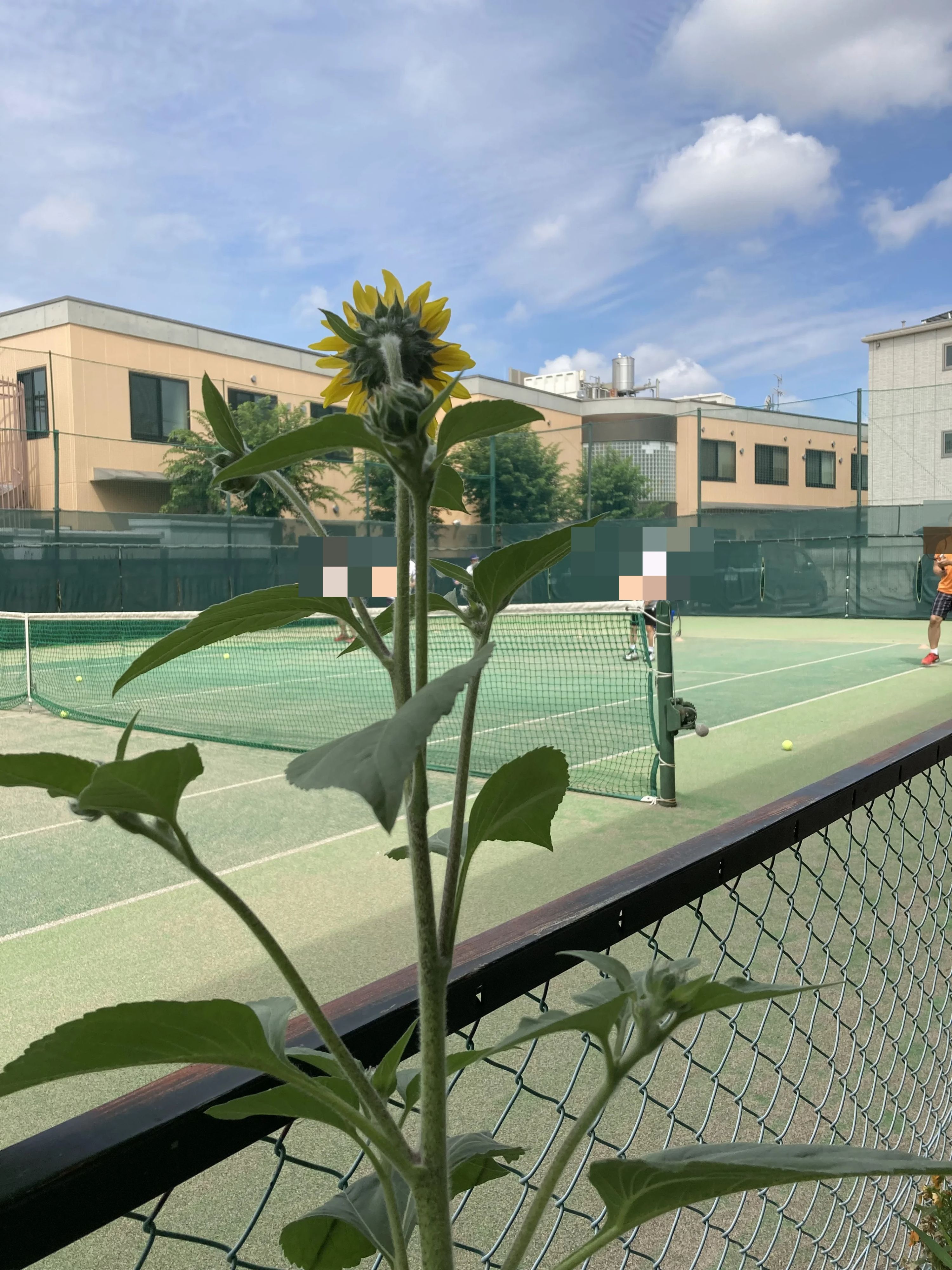 石井真テニスアカデミー 中野スクールのサムネイル画像 5