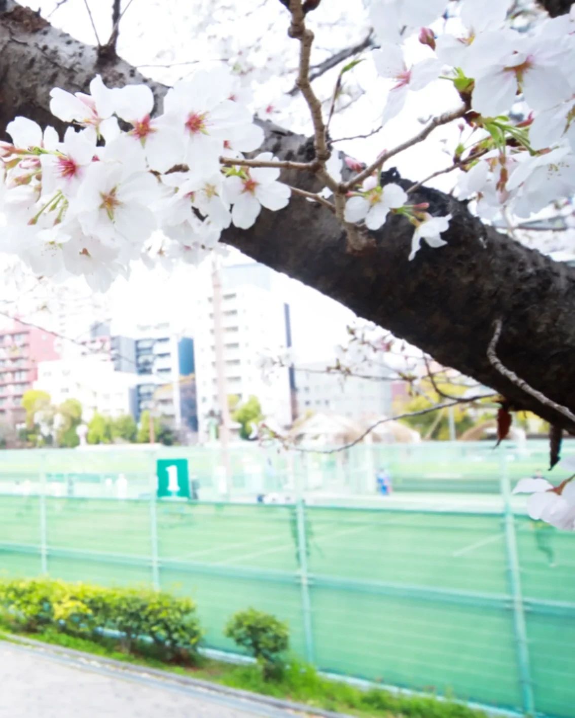 ITC靭テニスセンター 靱本町教室のサムネイル画像 5