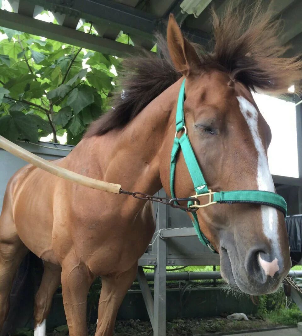 乗馬クラブCRANE(クレイン) 仙台泉パークタウンのメイン画像