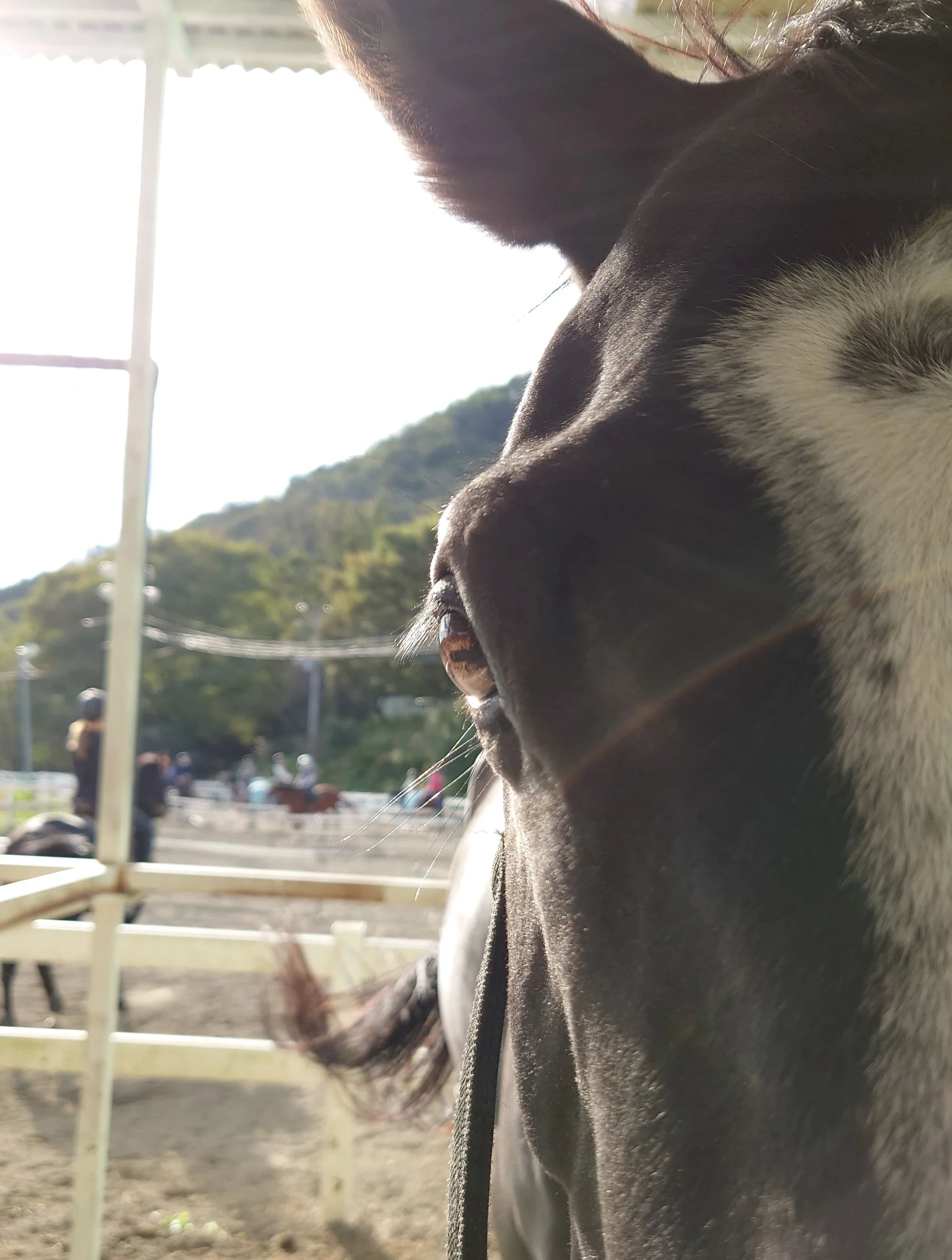 乗馬クラブCRANE(クレイン) 乗馬クラブ クレイン神奈川のサムネイル画像 2