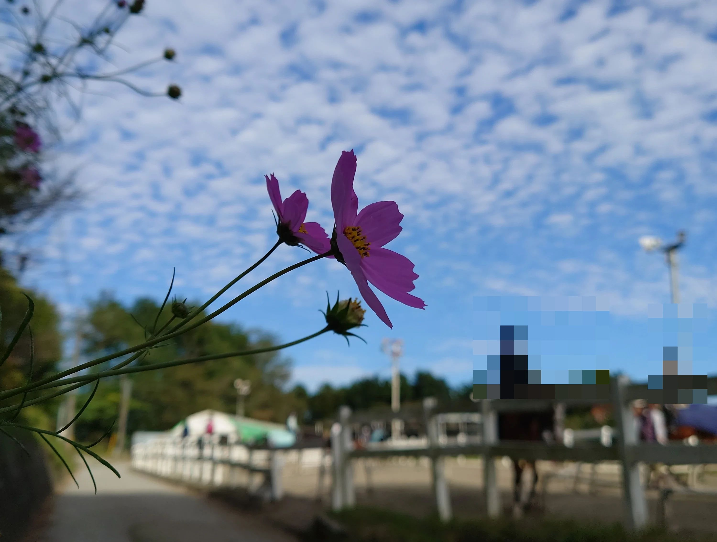 乗馬クラブCRANE(クレイン) 乗馬クラブ クレイン神奈川のサムネイル画像 5