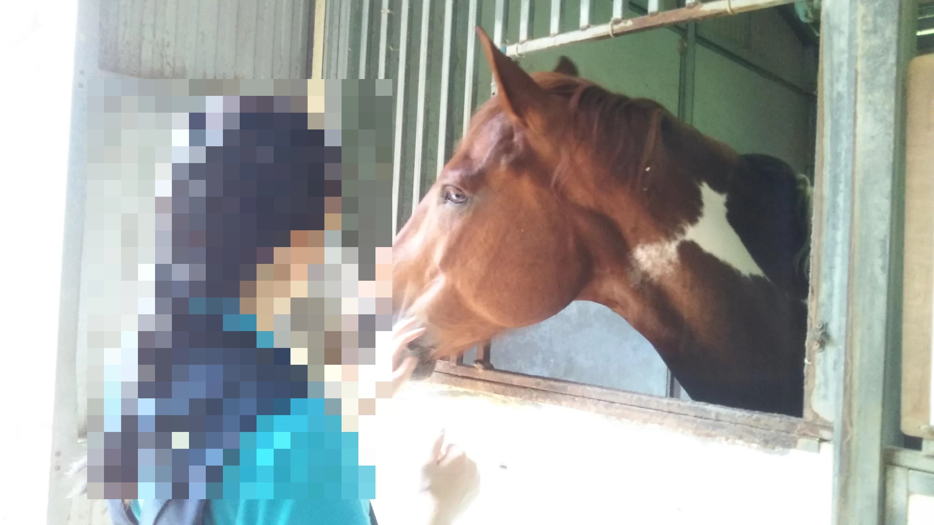 乗馬クラブCRANE(クレイン) 竜ヶ崎のサムネイル画像 3