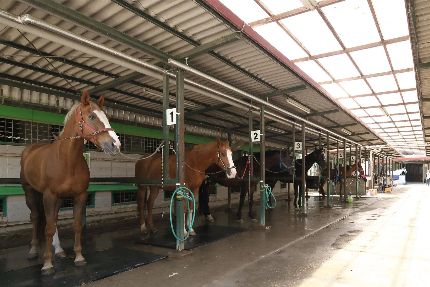 乗馬クラブCRANE(クレイン) 両備乗馬クラブ・クレイン岡山のサムネイル画像 3