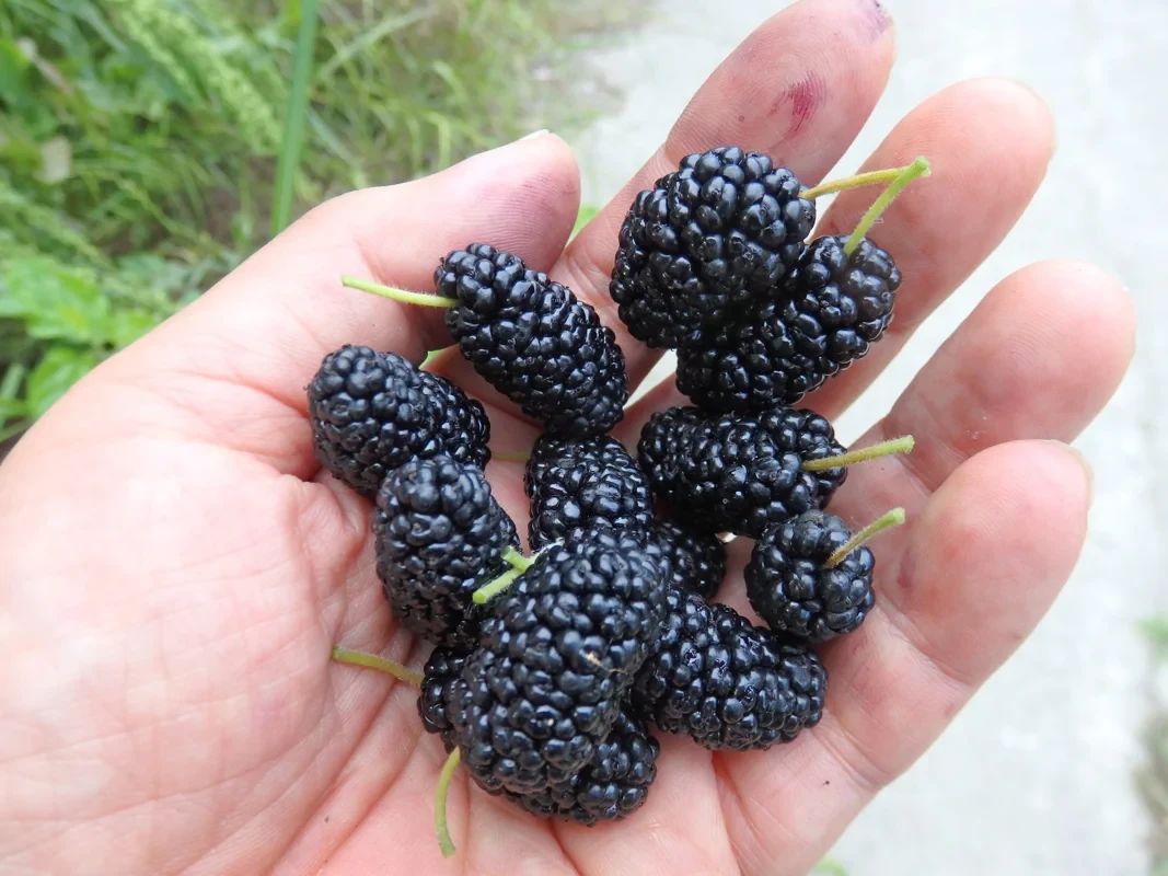 そろばん塾ピコ 学習塾ポラリス　ピコ柏常盤台校のサムネイル画像 5