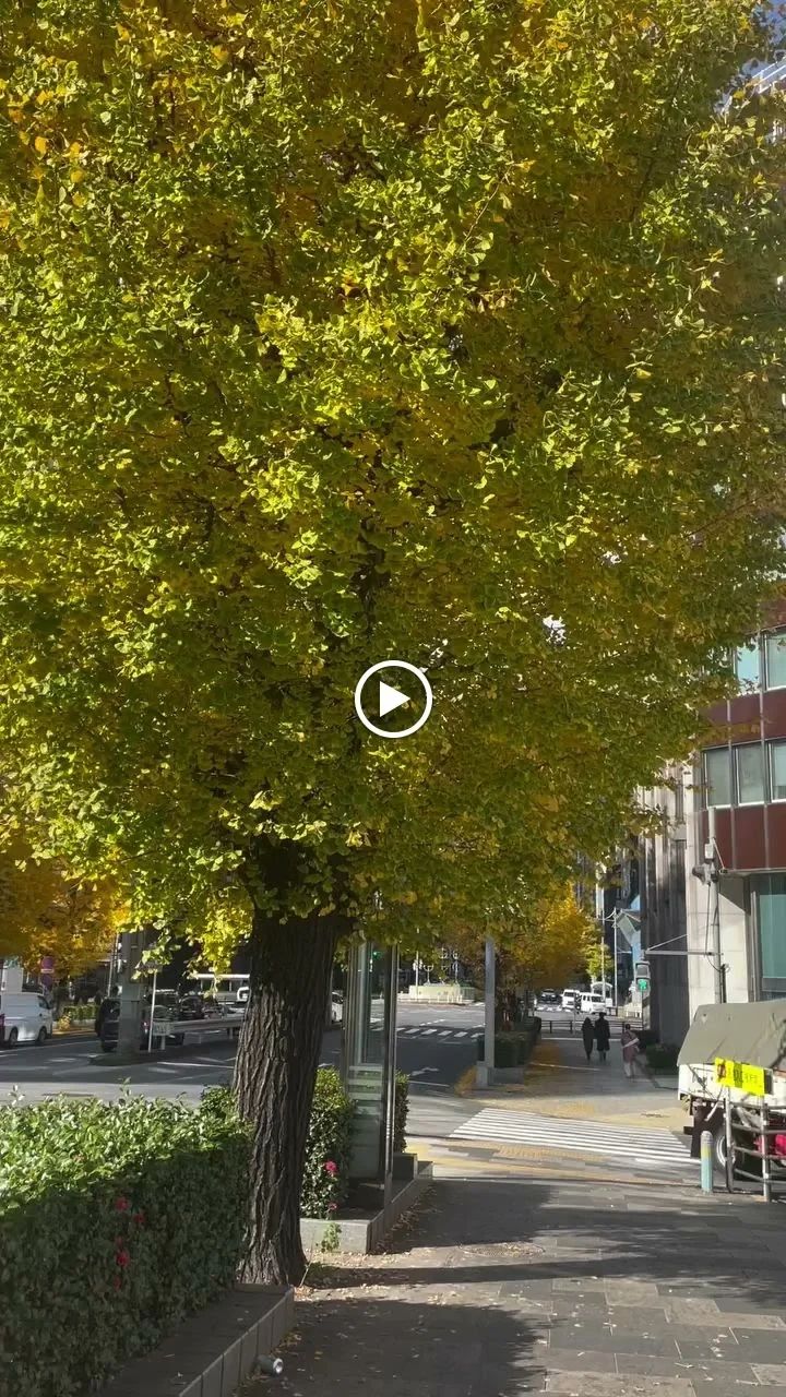 リリアーレ音楽教室 ピアノ 東菅野教室のサムネイル画像 4