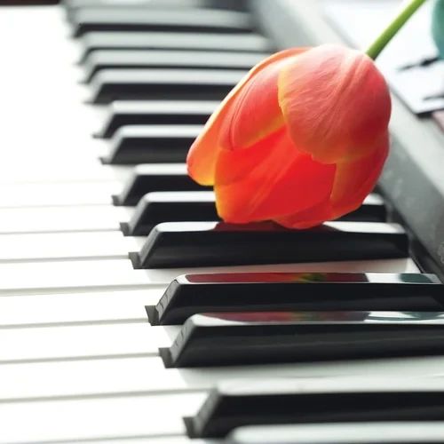 ひまわり こども教室 ピアノ 太秦堀ケ内町教室のメイン画像