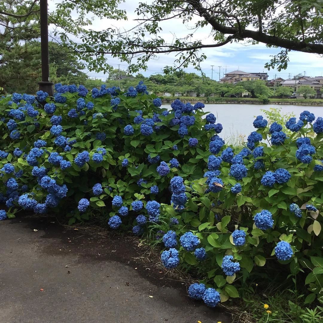 あさおか音楽教室 電子オルガン 台町教室のサムネイル画像 3