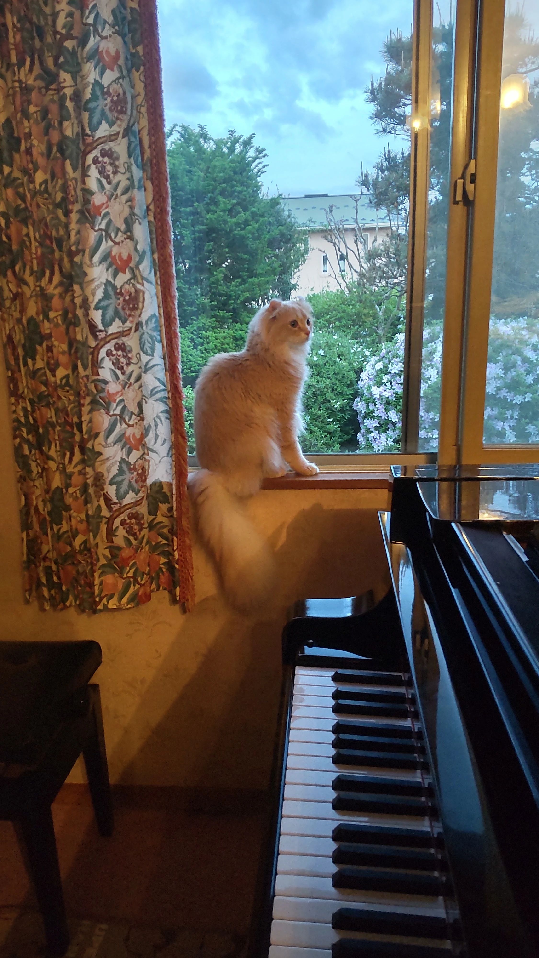 武居音楽教室 電子オルガン 長地柴宮教室のサムネイル画像 2