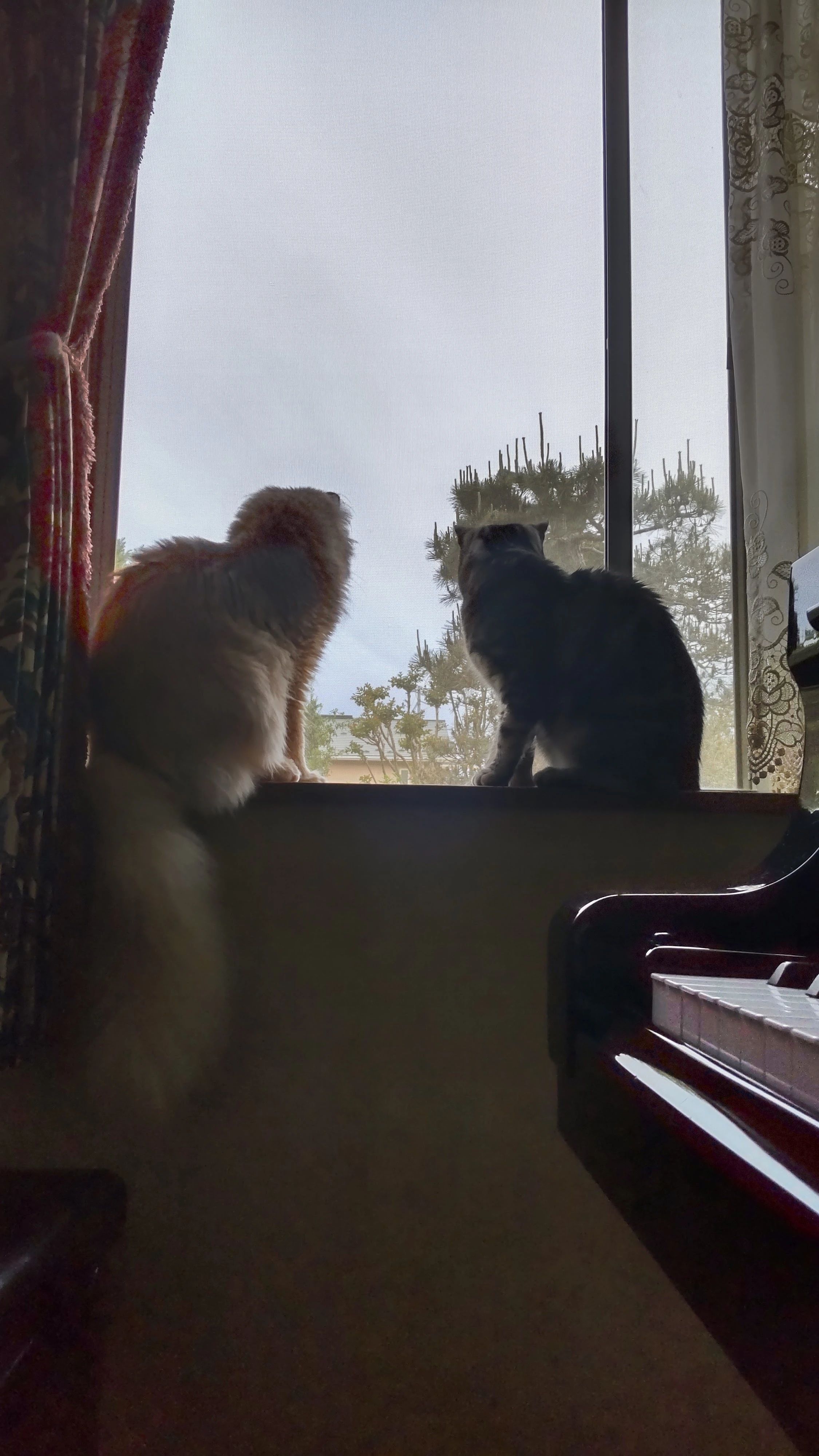 武居音楽教室 電子オルガン 長地柴宮教室のサムネイル画像 3