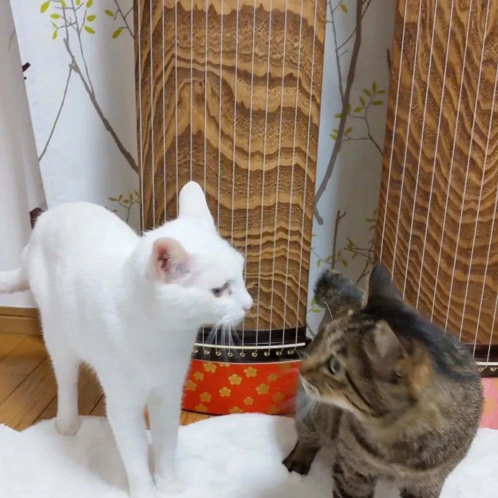 牡丹会 和楽器 落合教室のメイン画像