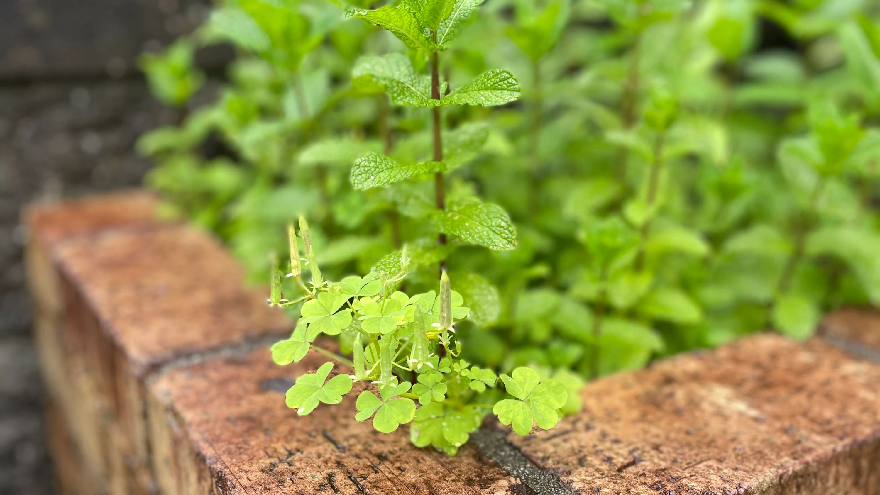 ラボ・パーティ京都市西京区上桂大野町教室のサムネイル画像 3