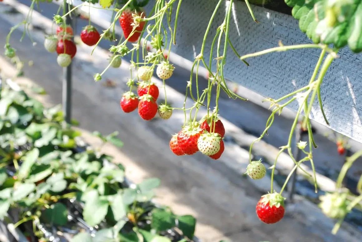 ジュニアクラブ 幼児教室 恵比寿教室のサムネイル画像 3