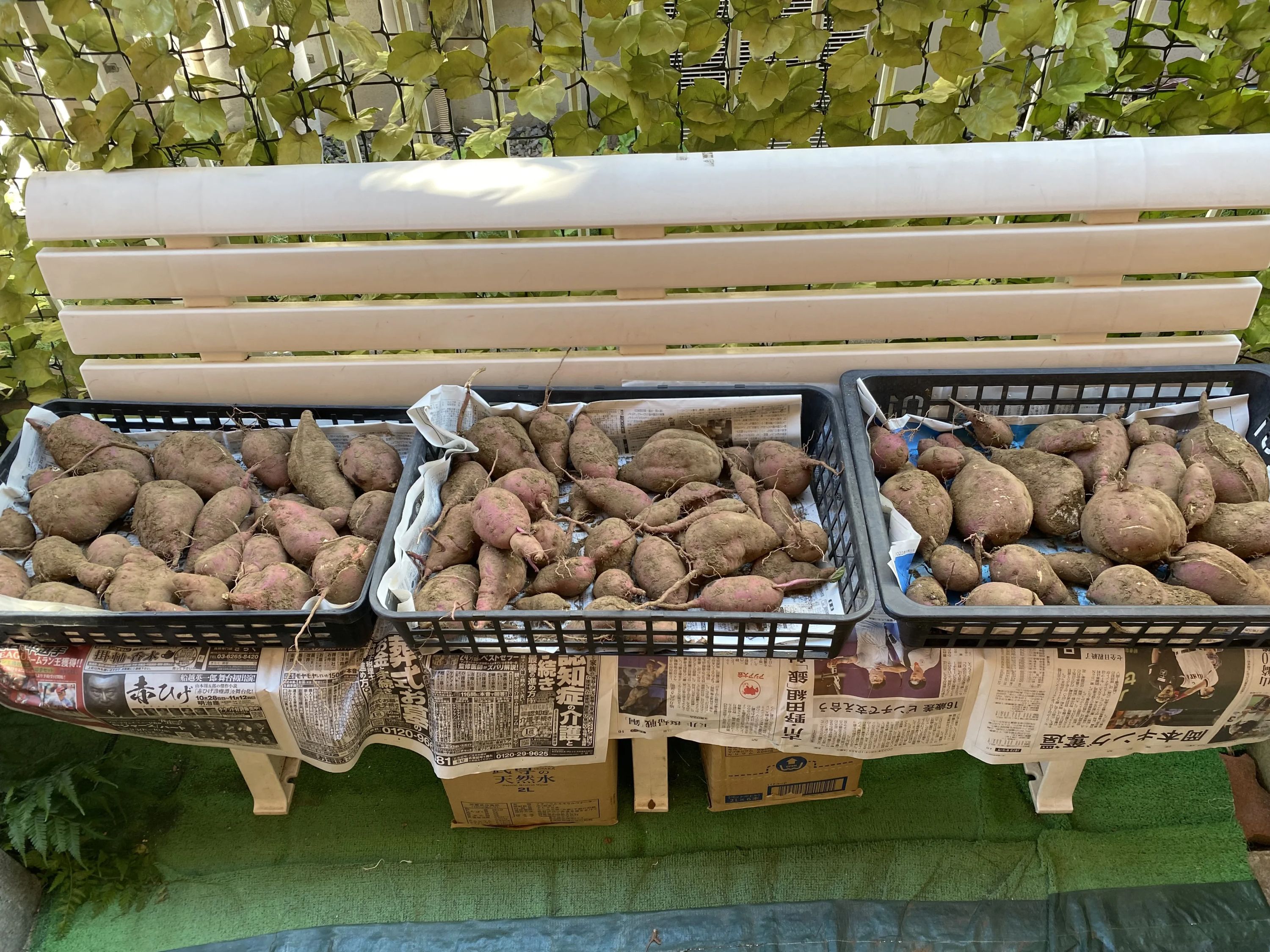 こども畑プチトマト しいの木台教室のサムネイル画像 5