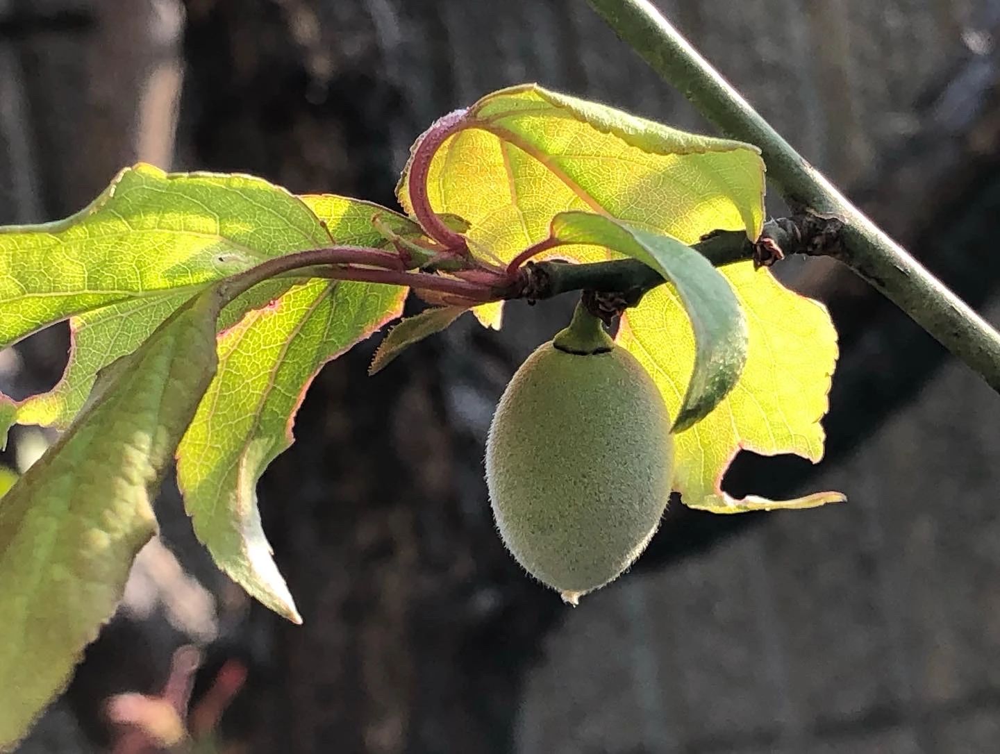 ぴょんぴょん 幼児教室 太田下町教室のサムネイル画像 5