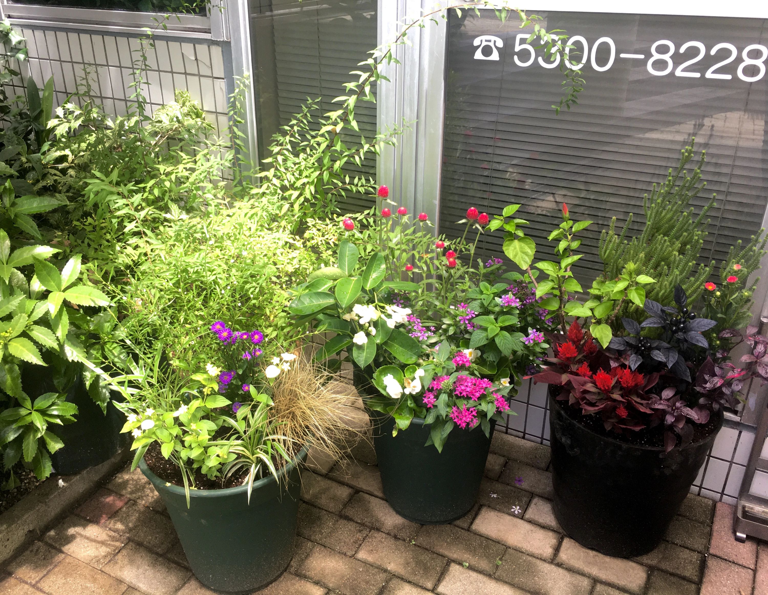 Setagayaミュージックスクール〜ムジカーサ リトミック 松原教室のメイン画像