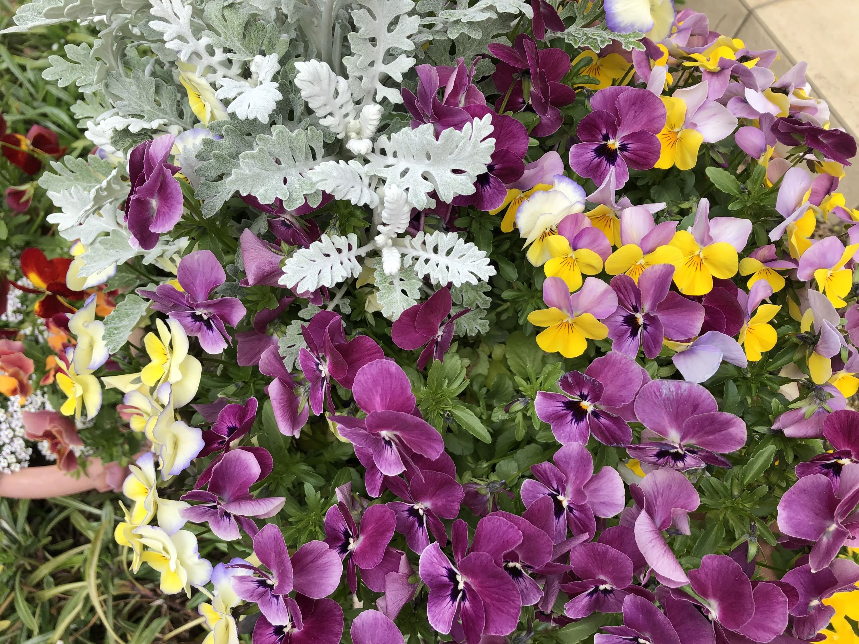 そがべピアノ教室 リトミック 川本花園教室のサムネイル画像 3