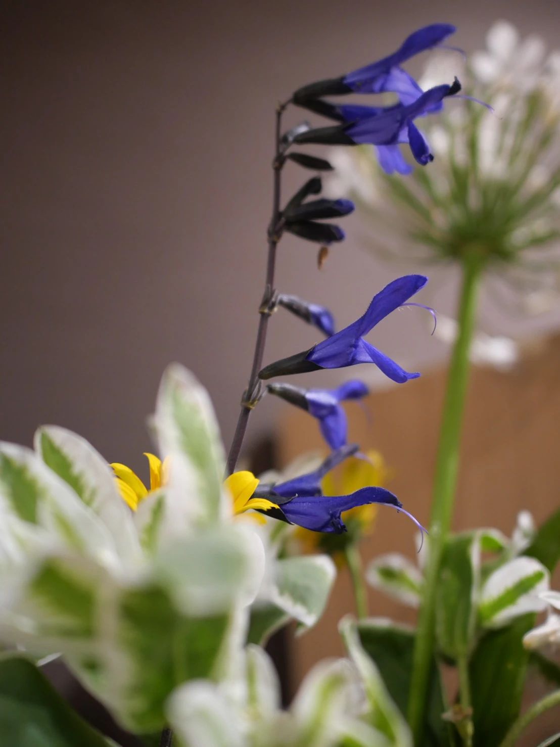 カノン音楽教室 リトミック 本八幡校のサムネイル画像 5