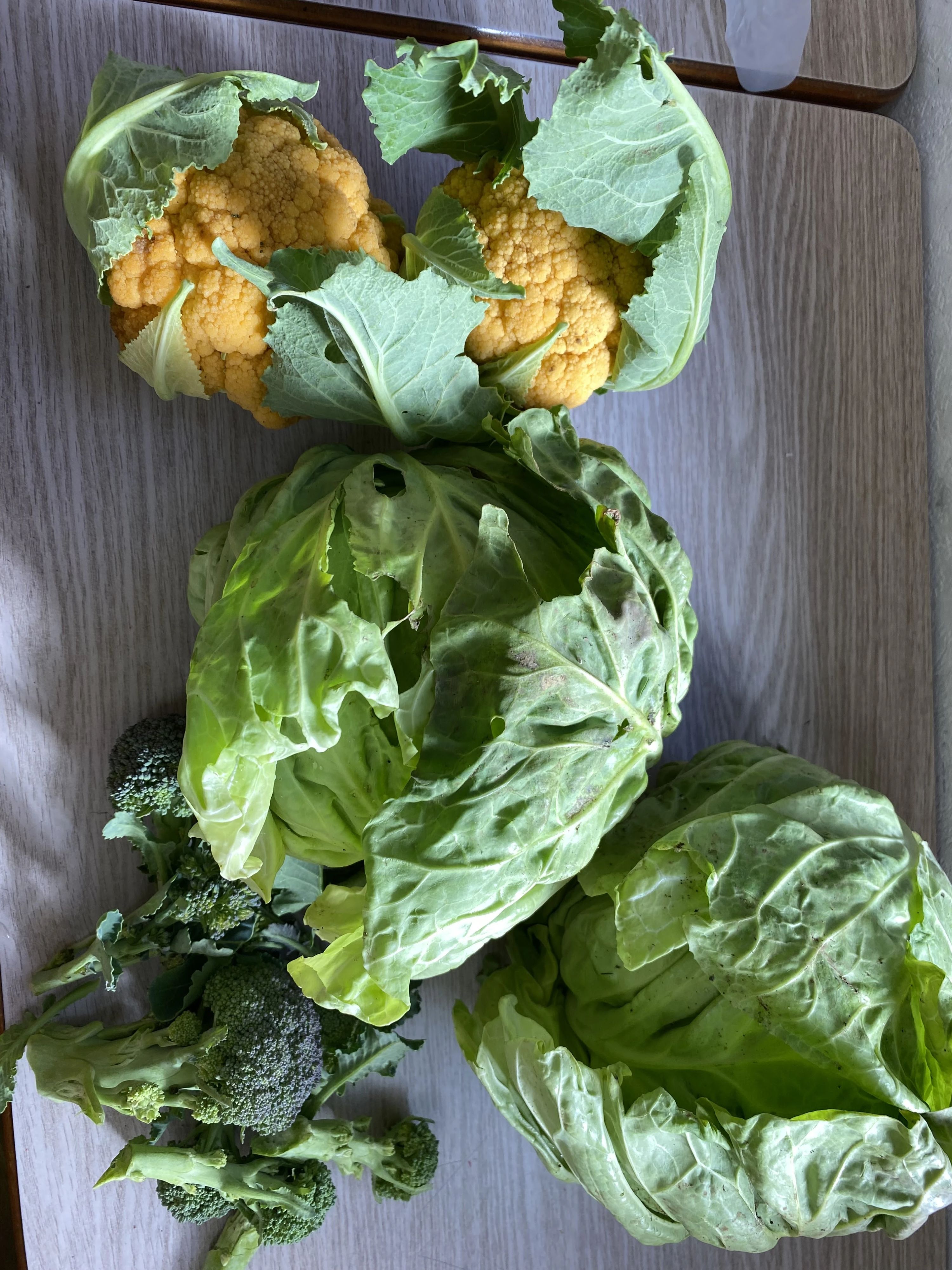 こども畑プチトマト リトミック しいの木台教室のサムネイル画像 3