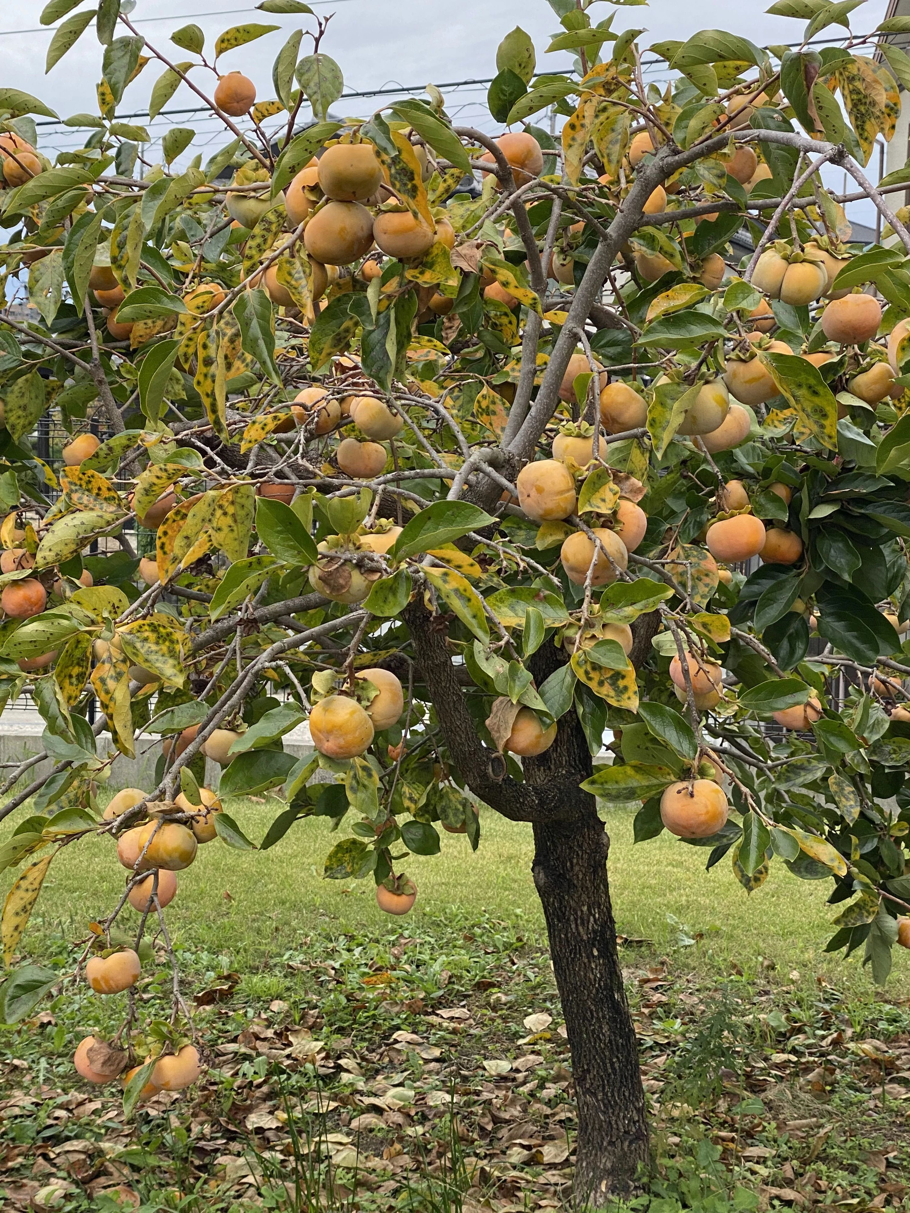 川本あつ子ピアノ教室 リトミック 仲田教室のサムネイル画像 3