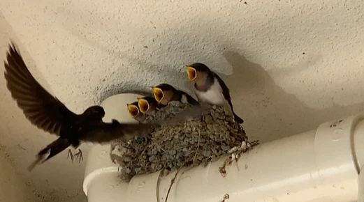 ヤマハ音楽教室 リトミック 京町教室のサムネイル画像 2