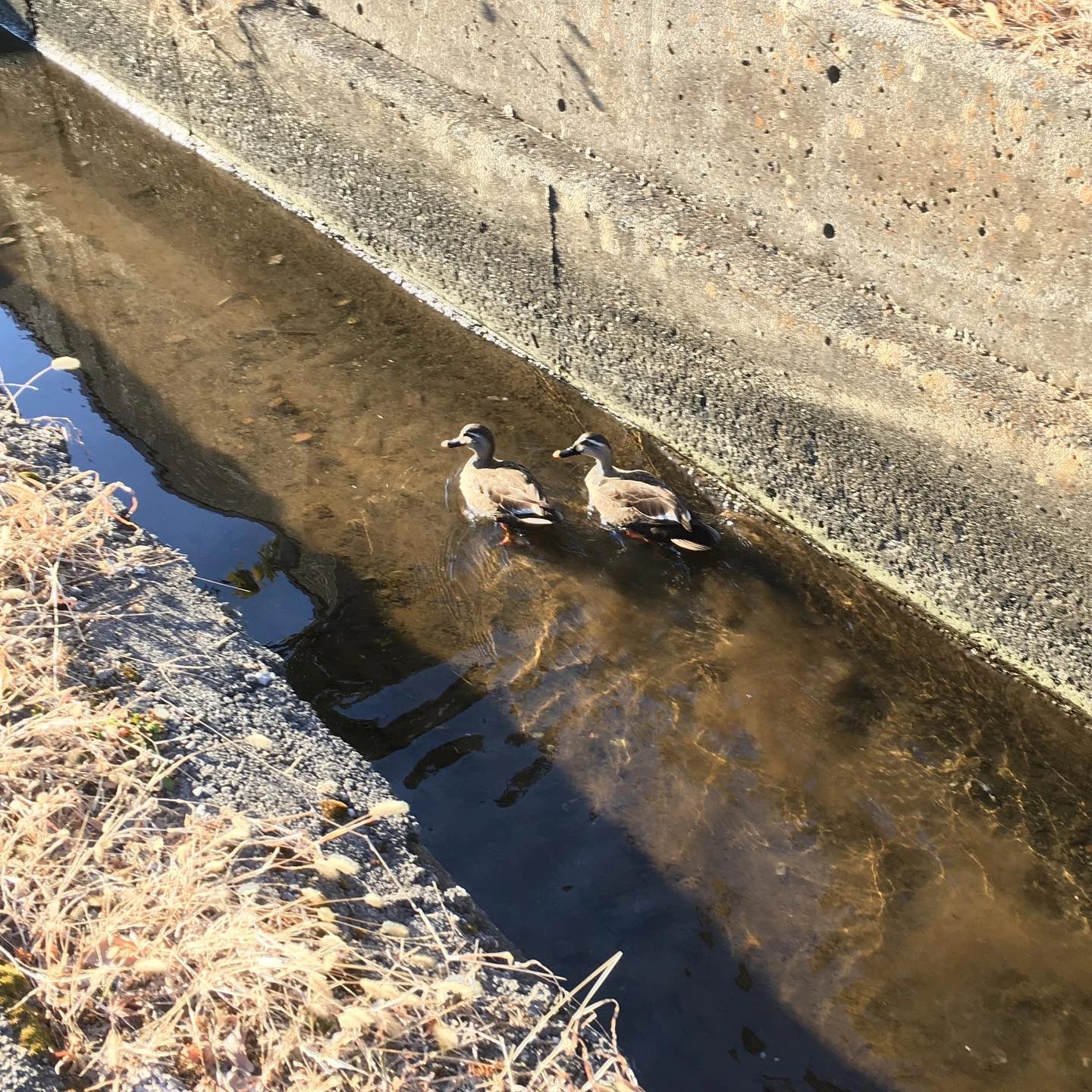 ヒューマンアカデミージュニア ロボット・プログラミング教室 岡谷今井 ファーストステップスのサムネイル画像 2