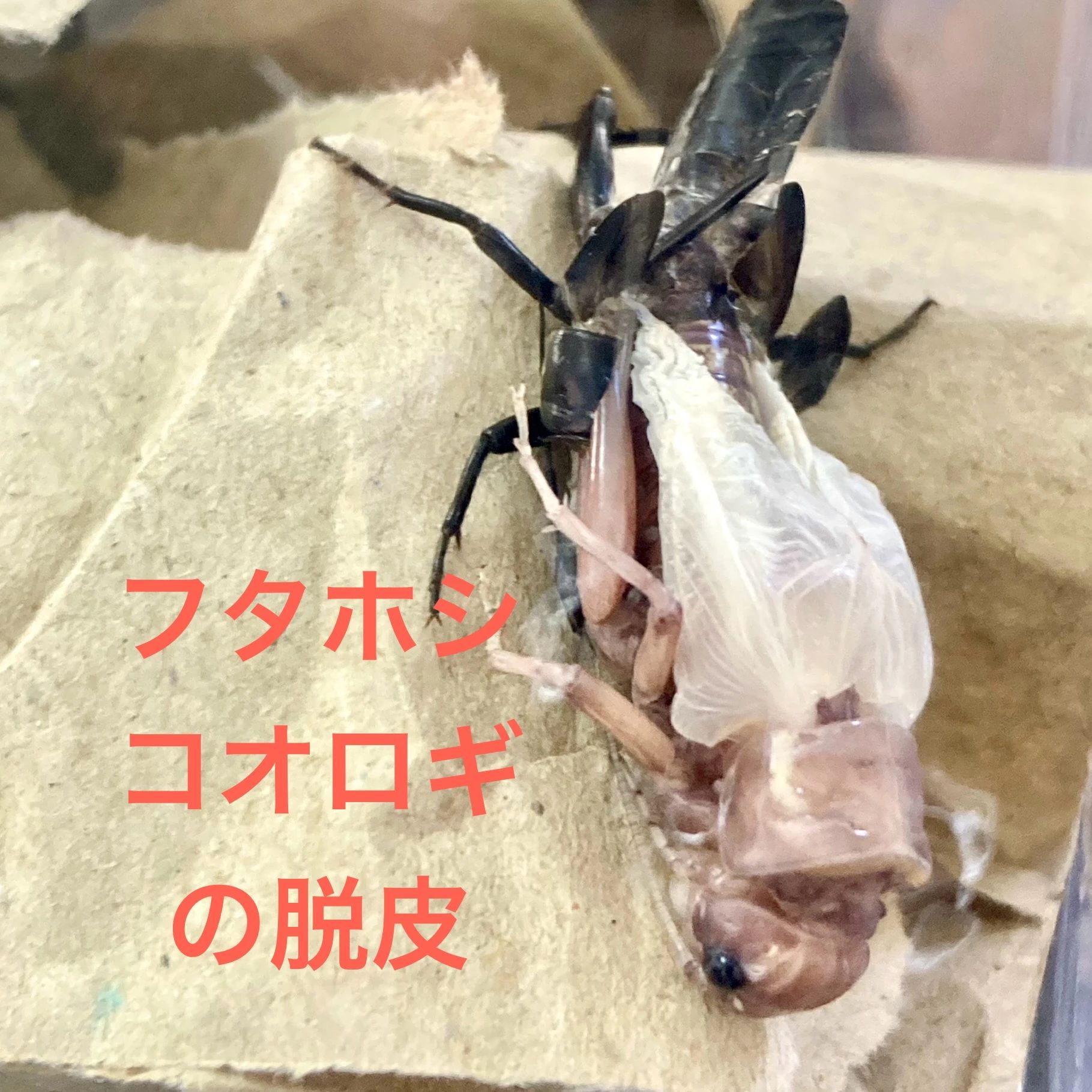 キッズアース ロボット・プログラミング教室 名古屋緑校のサムネイル画像 2