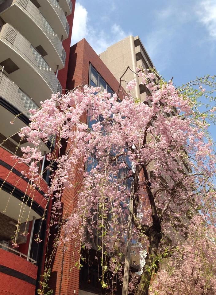 アトリエ･サガン 東教室のサムネイル画像 3