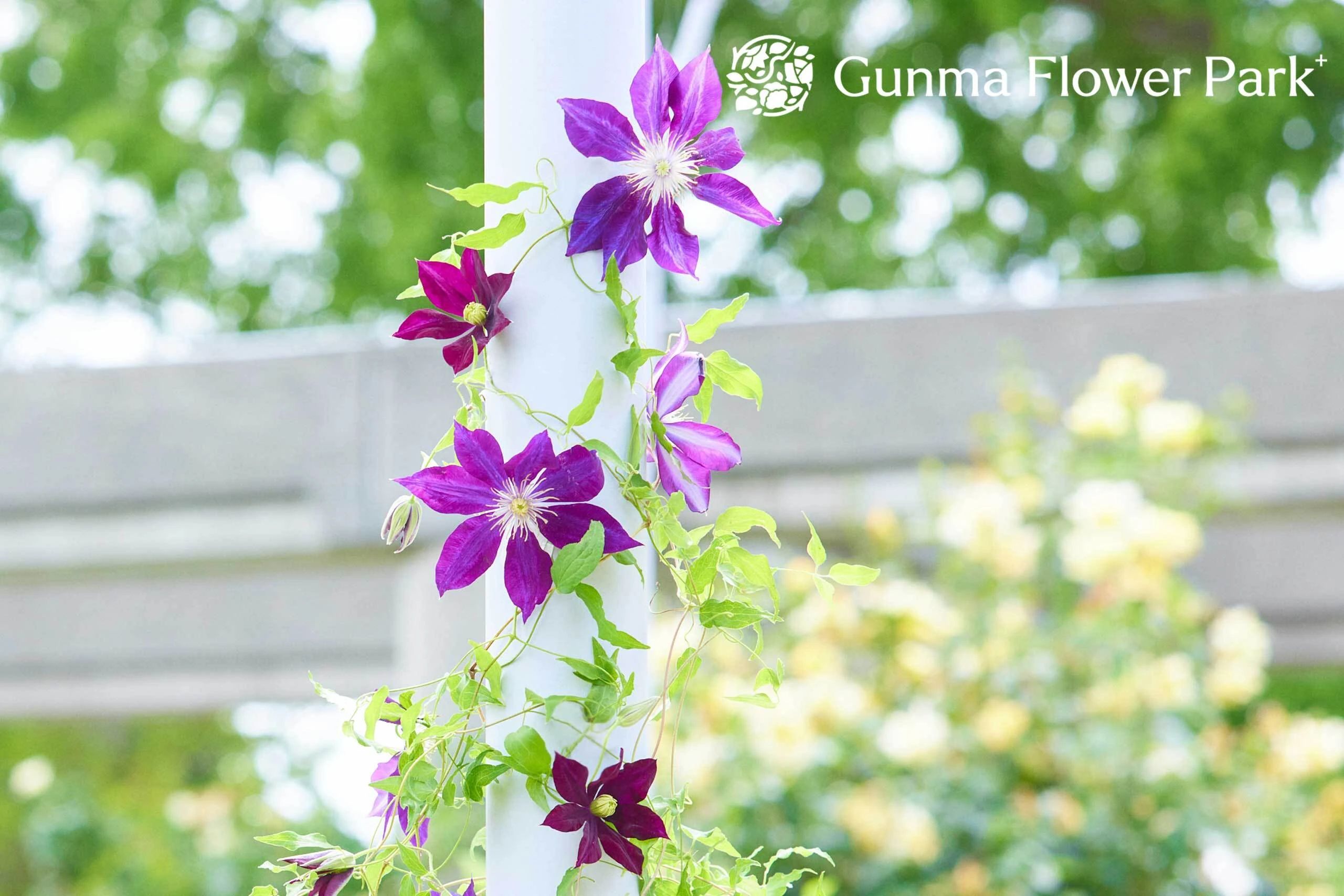 ぐんまフラワーパーク 美術（絵画・造形・工作） 本校のメイン画像