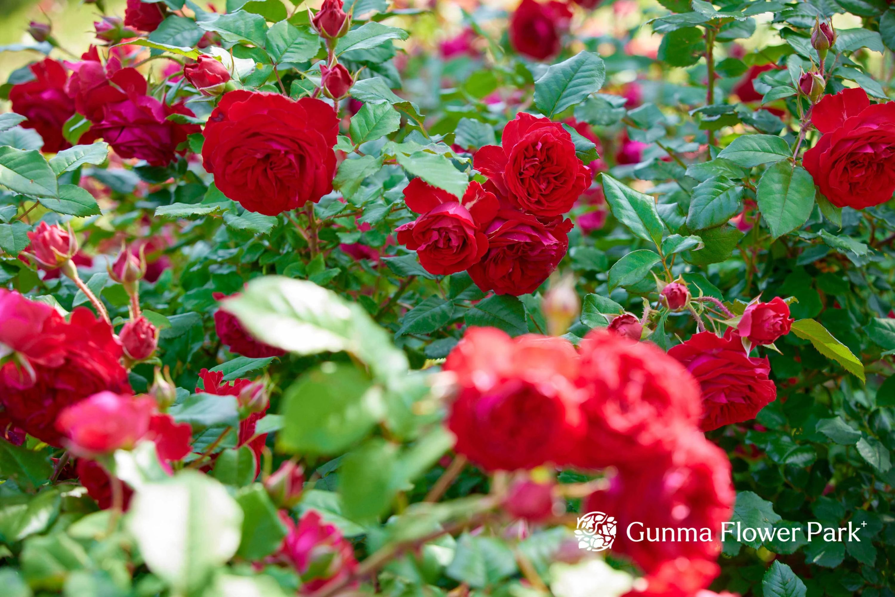 ぐんまフラワーパーク 美術（絵画・造形・工作） 本校のサムネイル画像 2