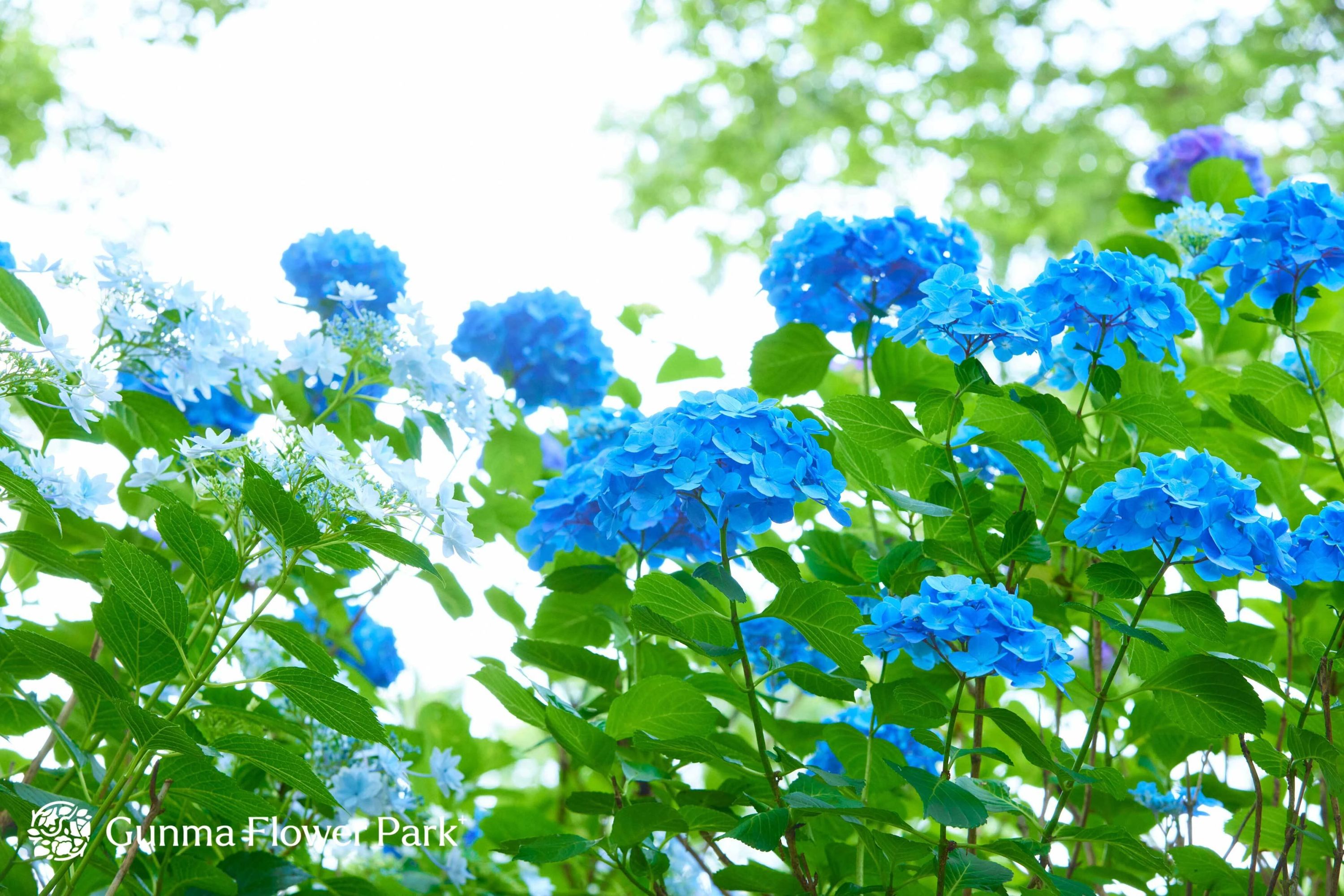 ぐんまフラワーパーク 美術（絵画・造形・工作） 本校のサムネイル画像 3