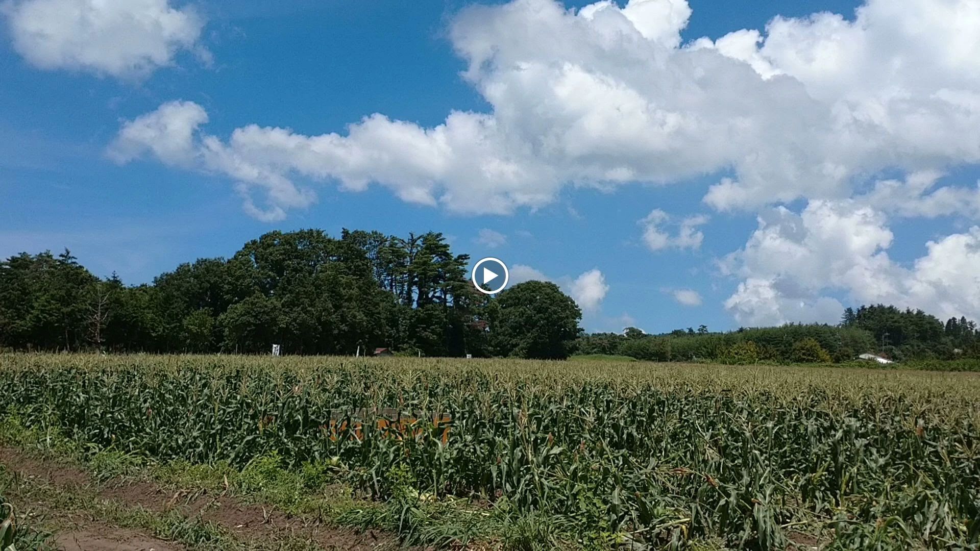 森の国 自然体験 大山町教室のサムネイル画像 3