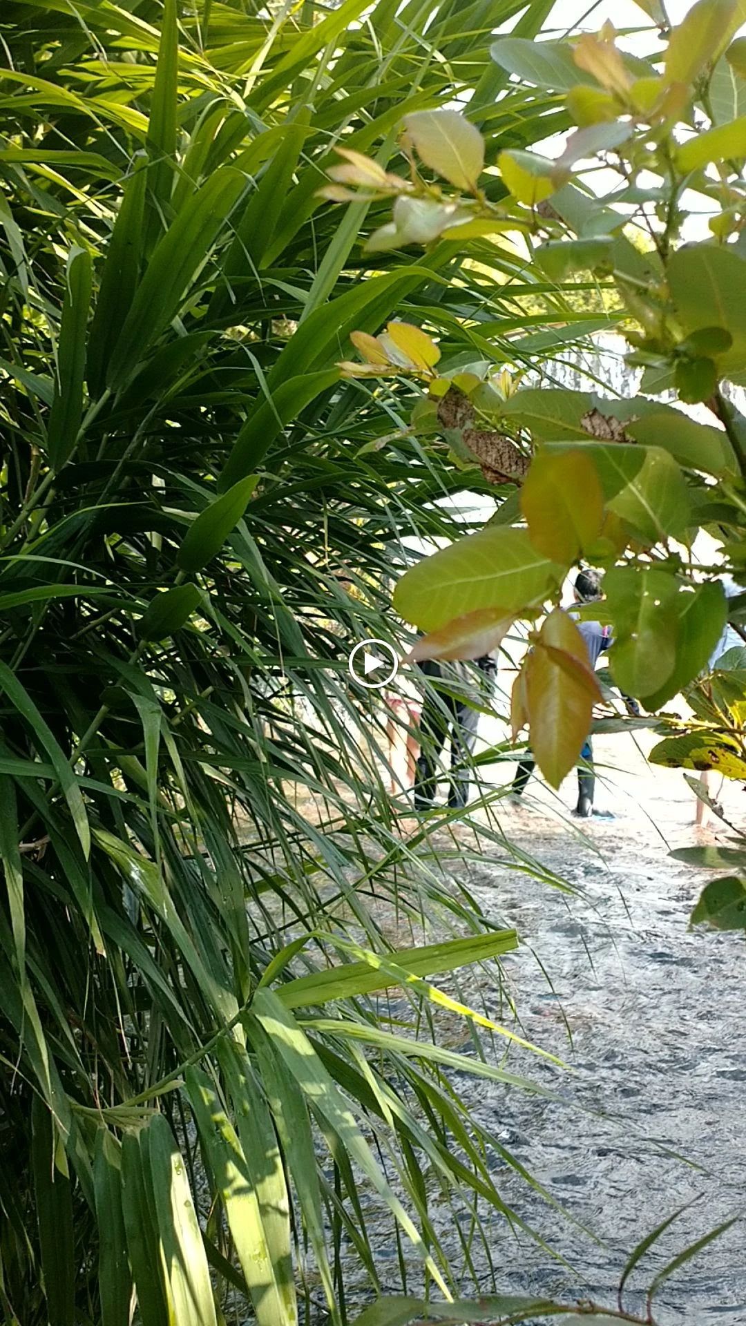 森の国 自然体験 大山町教室のサムネイル画像 5