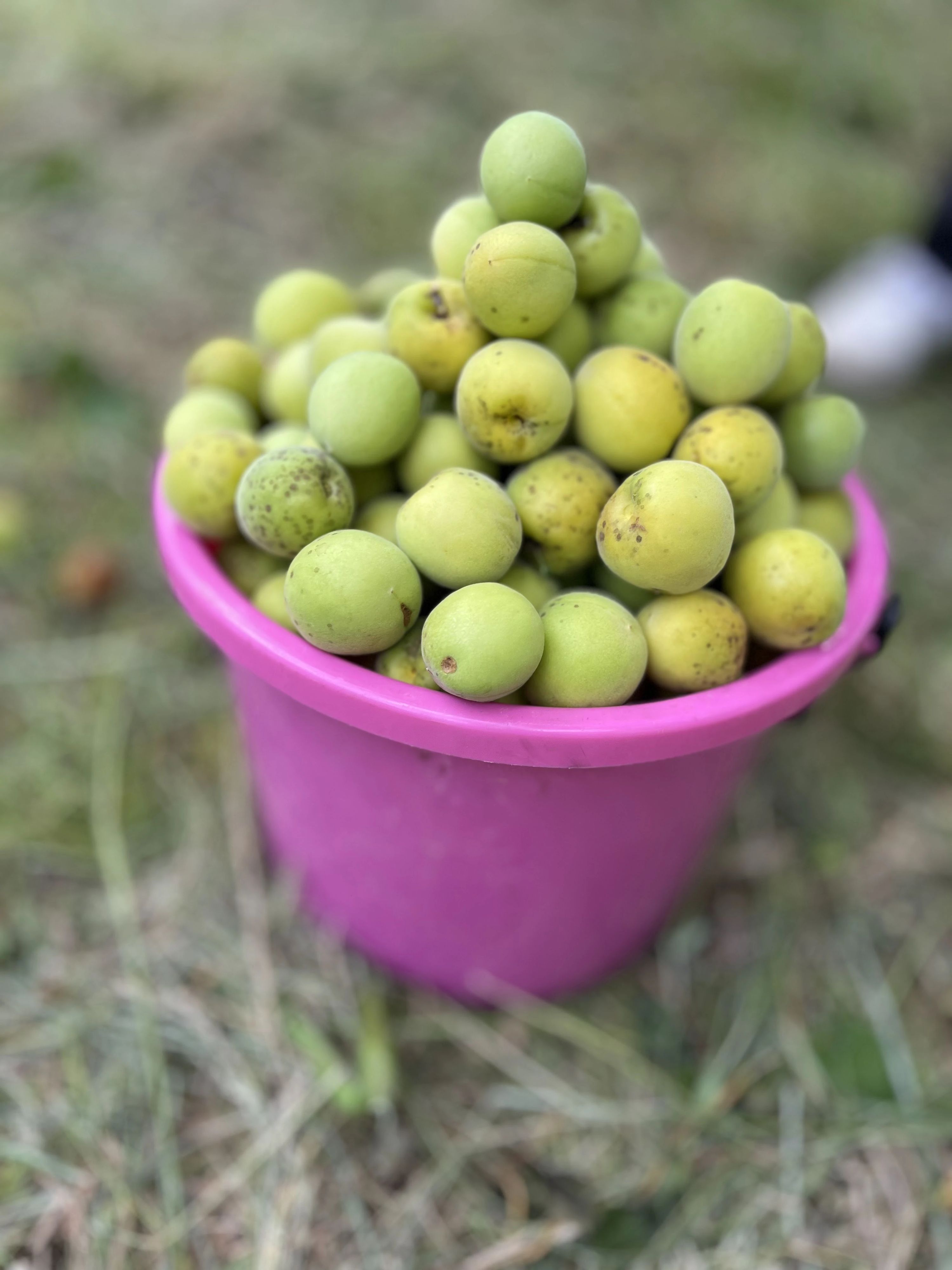 ボーイスカウト 鎌倉第3団のサムネイル画像 5