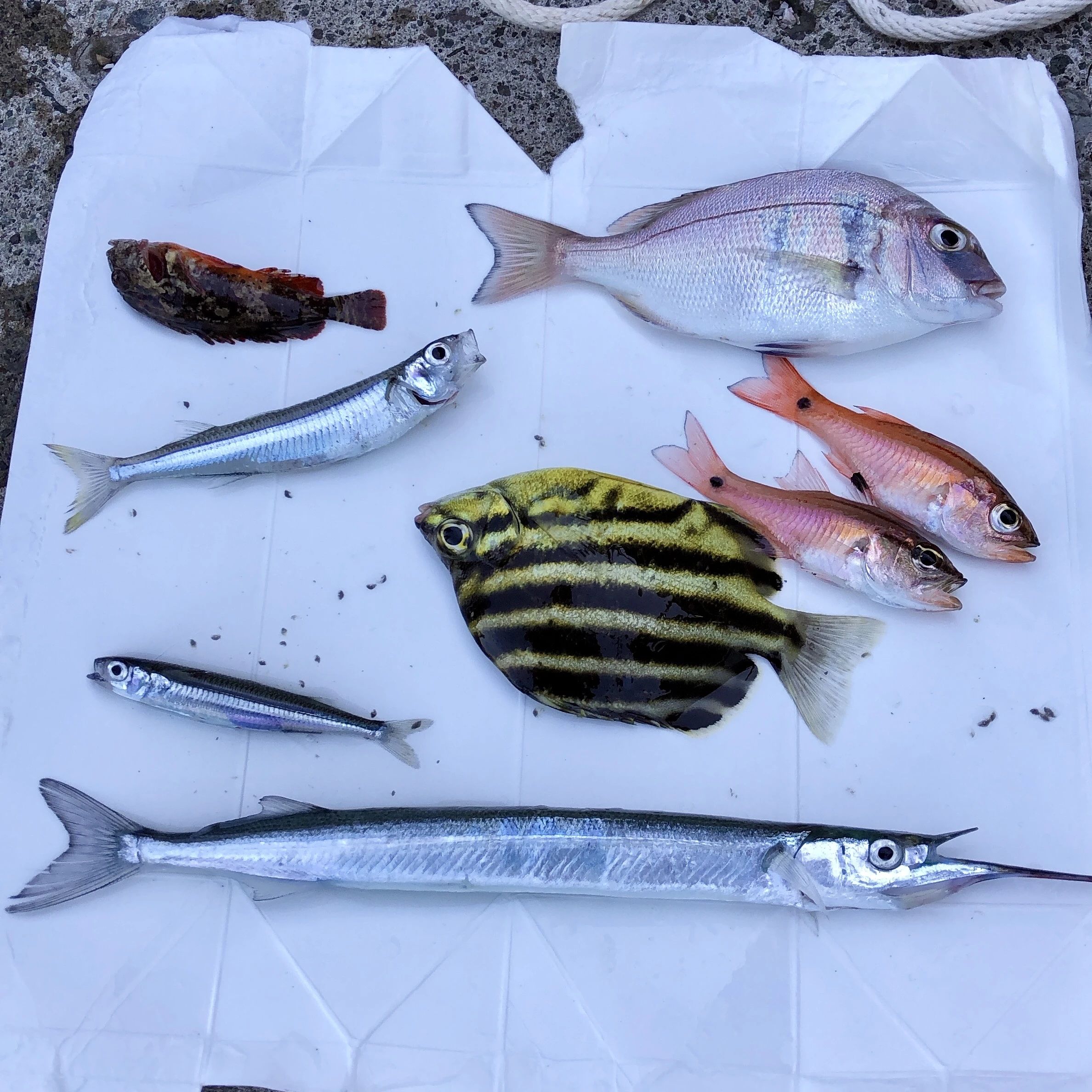 ボーイスカウト 鎌倉第5団のメイン画像