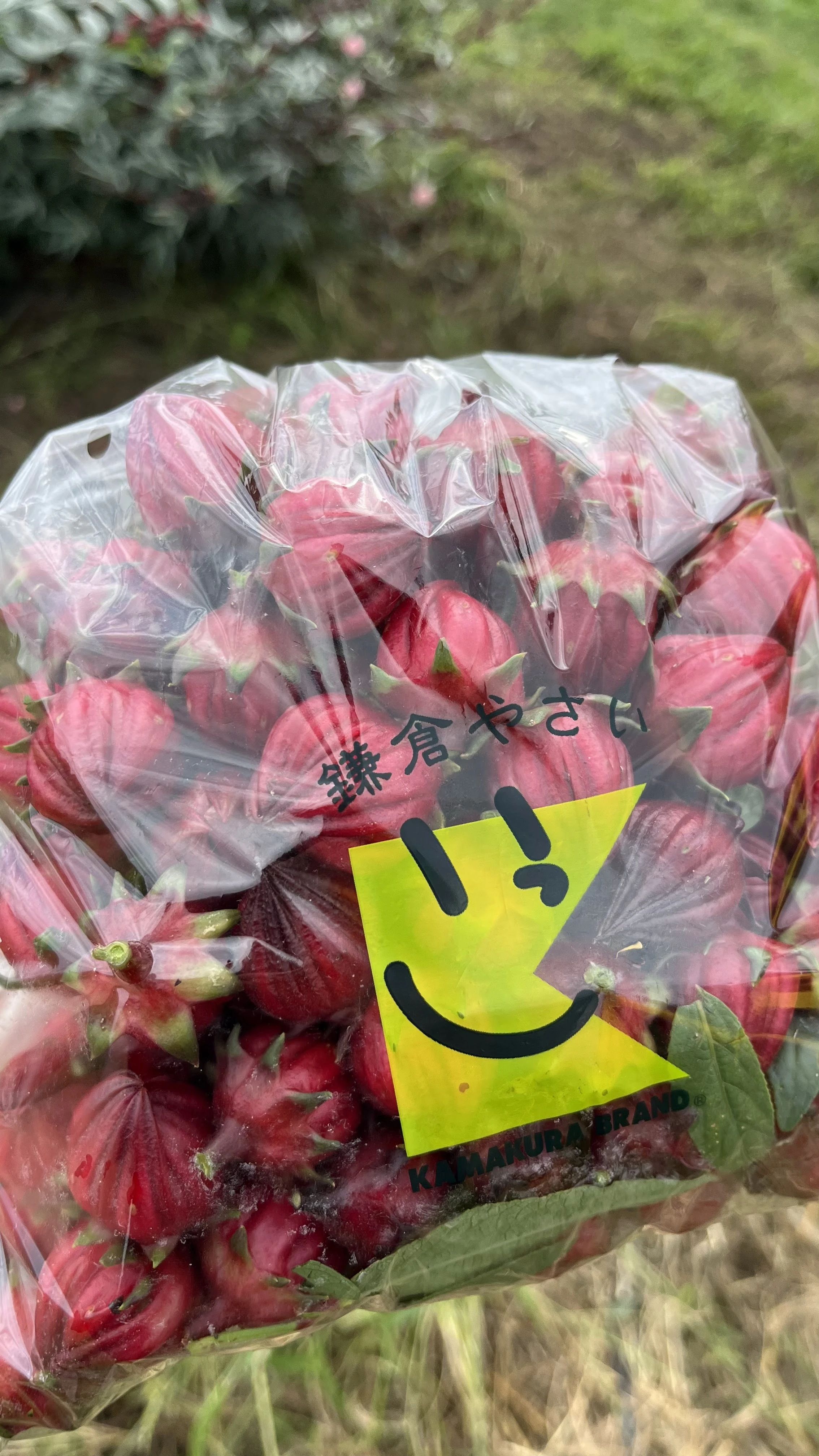 ボーイスカウト 鎌倉第5団のサムネイル画像 4