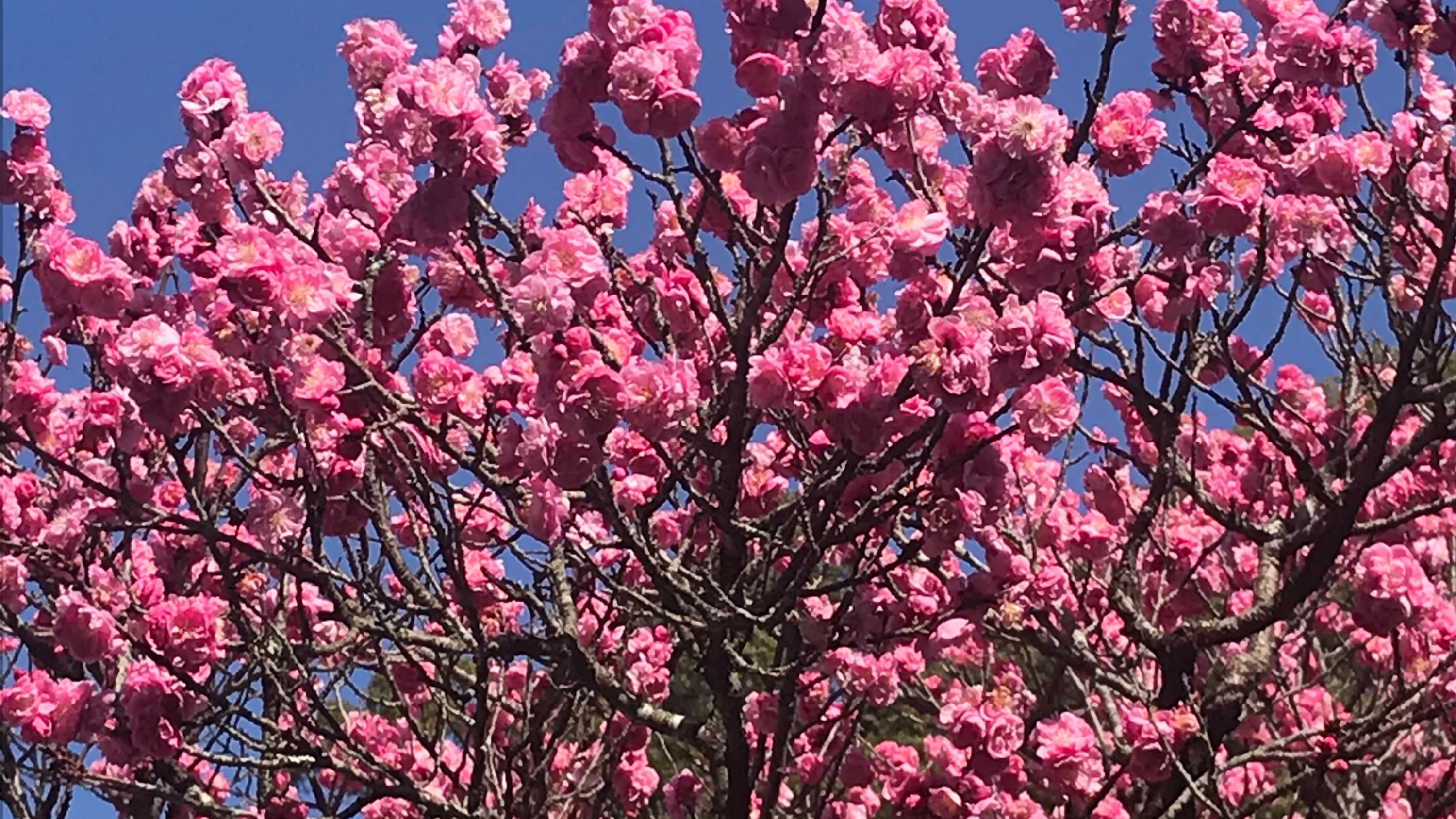 こどもの杜 アフタースクール 前野町教室のサムネイル画像 4