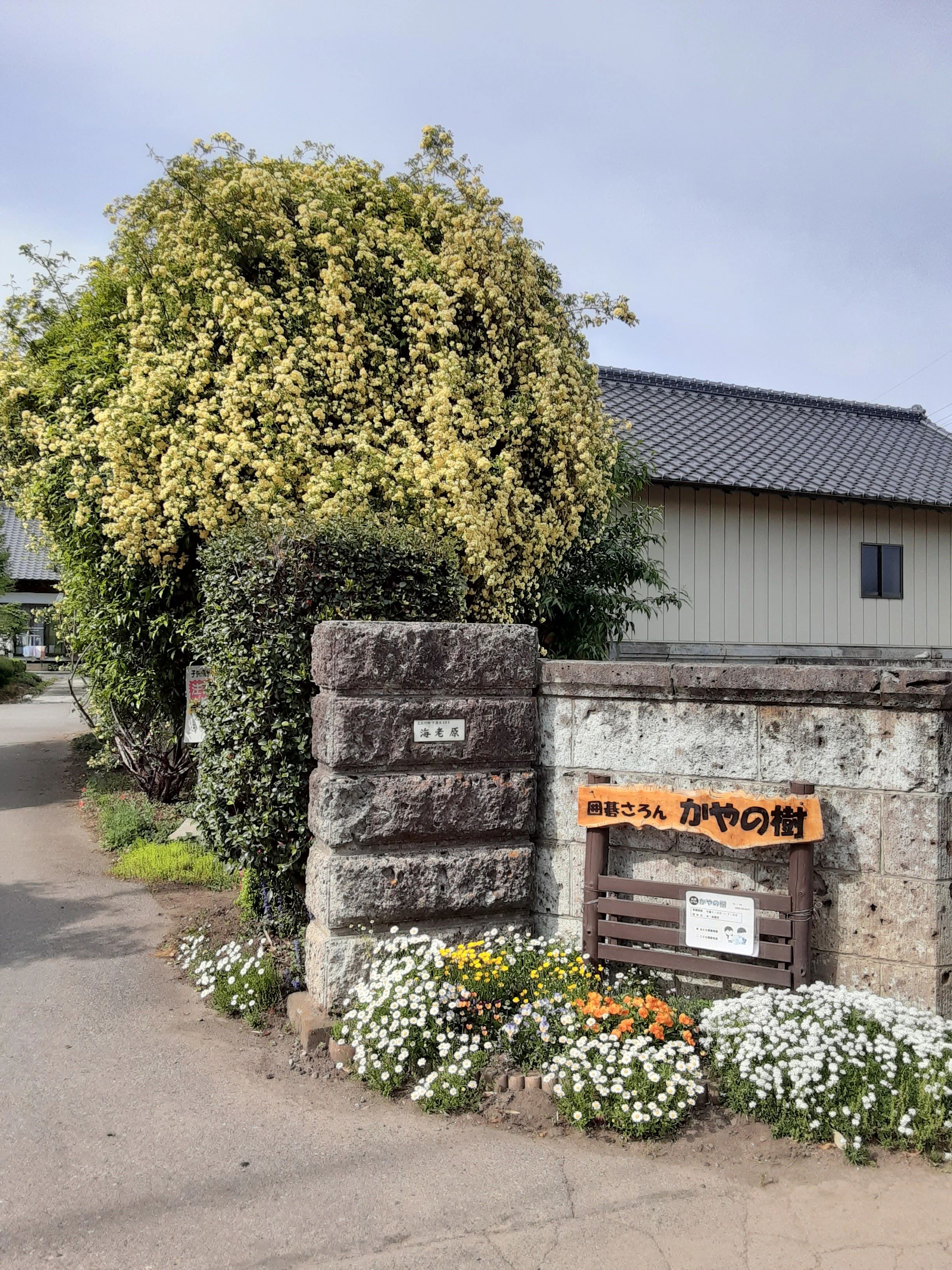 囲碁さろん かやの樹 本校のサムネイル画像 2