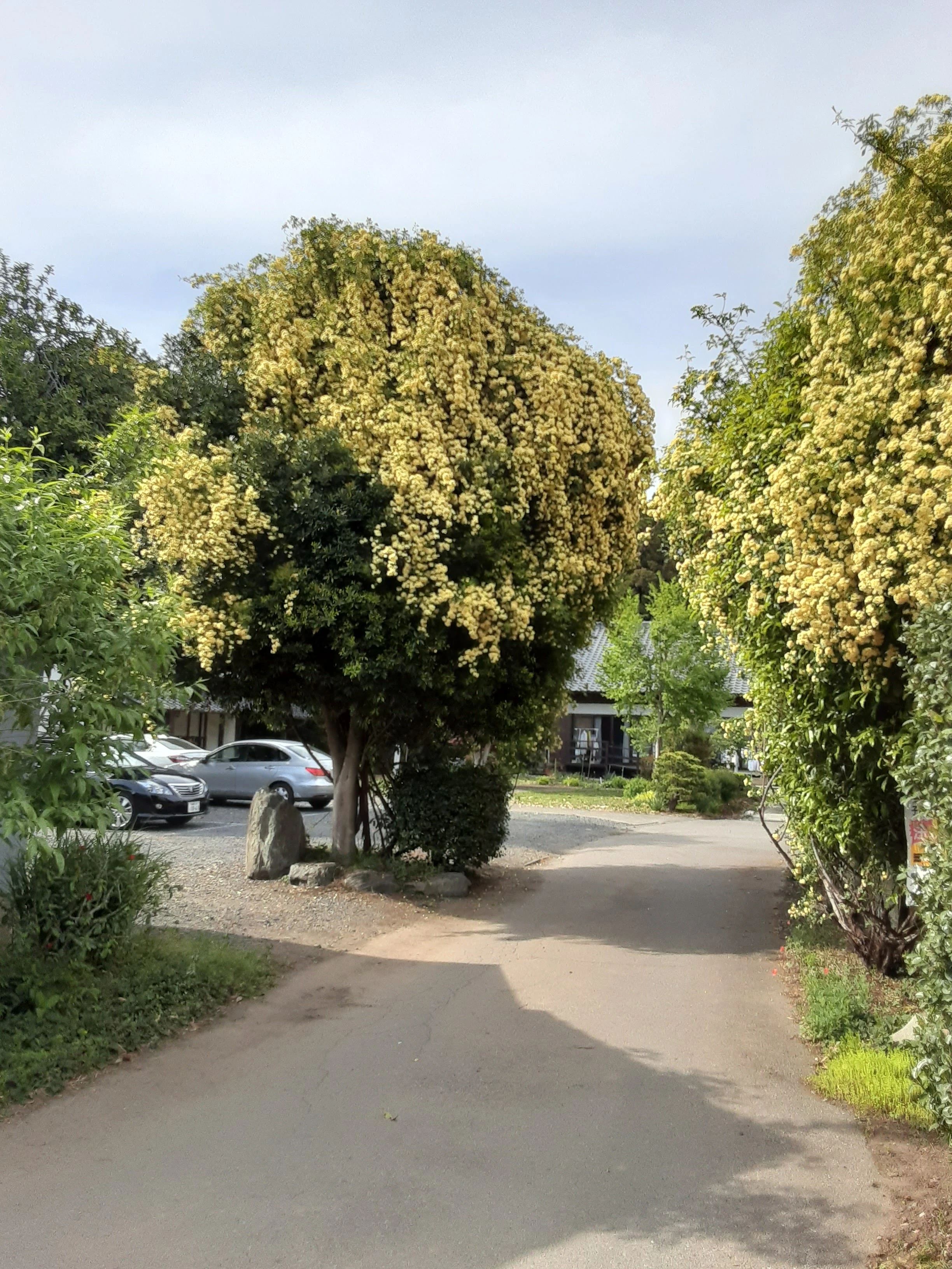 囲碁さろん かやの樹 本校のサムネイル画像 4