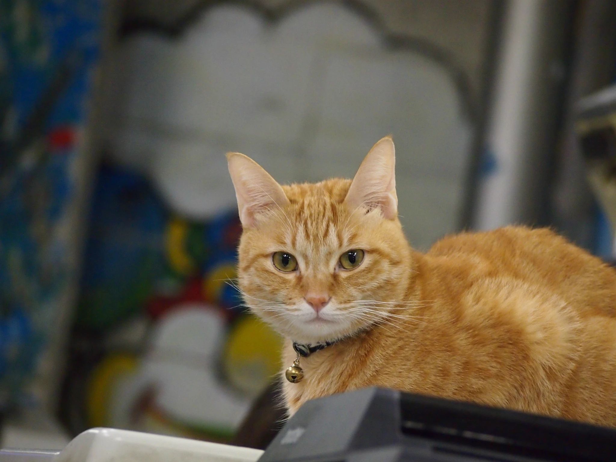 座・大阪市民劇場 えさか芸術文化館ピエロハーバーのサムネイル画像 3