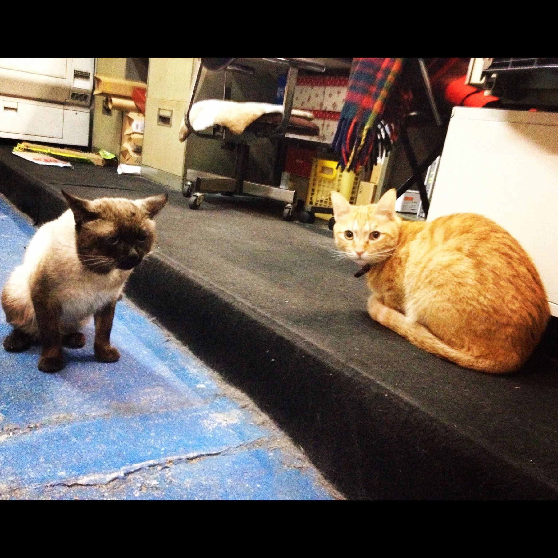 座・大阪市民劇場 えさか芸術文化館ピエロハーバーのサムネイル画像 4