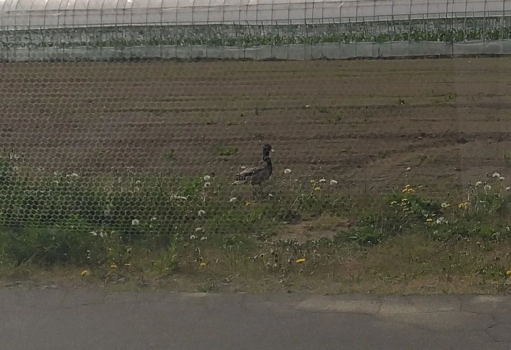 こぱんはうすさくら 療育（発達支援） 札幌太平教室のサムネイル画像 4