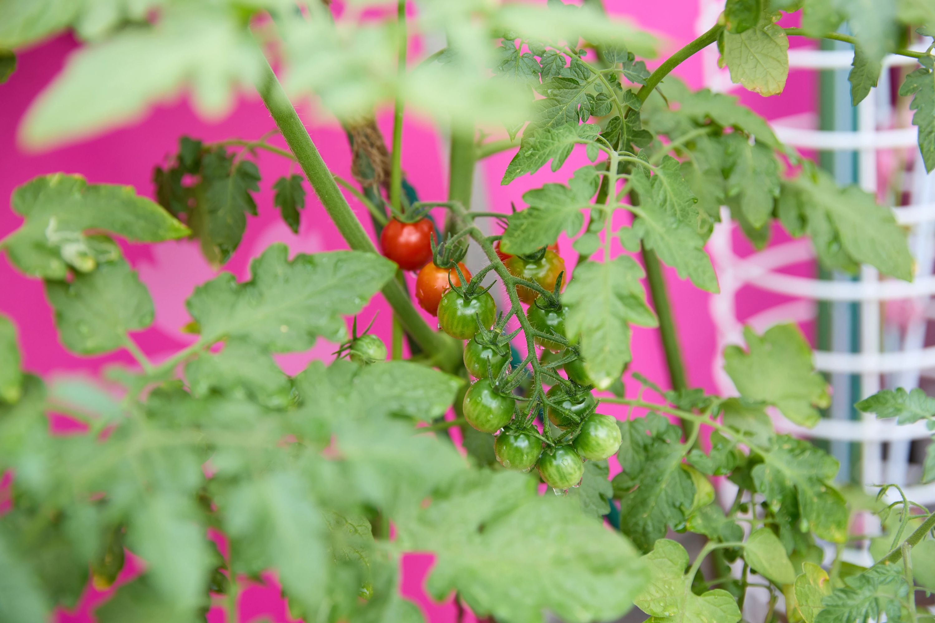 こぱんはうすさくら 療育（発達支援） 川崎京町教室のメイン画像