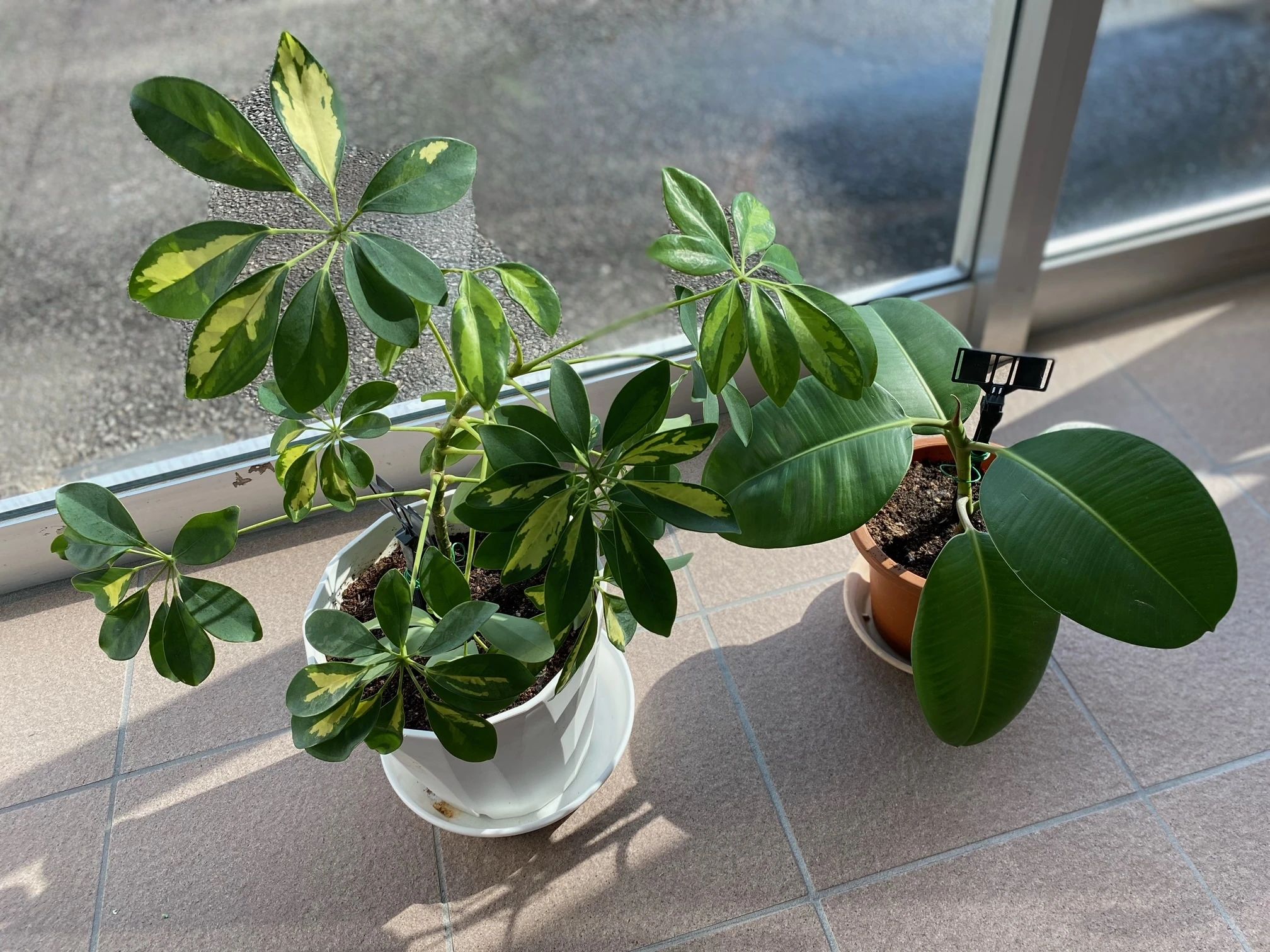 やるきゃん 療育（発達支援） つくば校のサムネイル画像 5