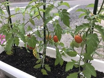 GROW UP えがお 療育（発達支援） 別明町教室のサムネイル画像 2