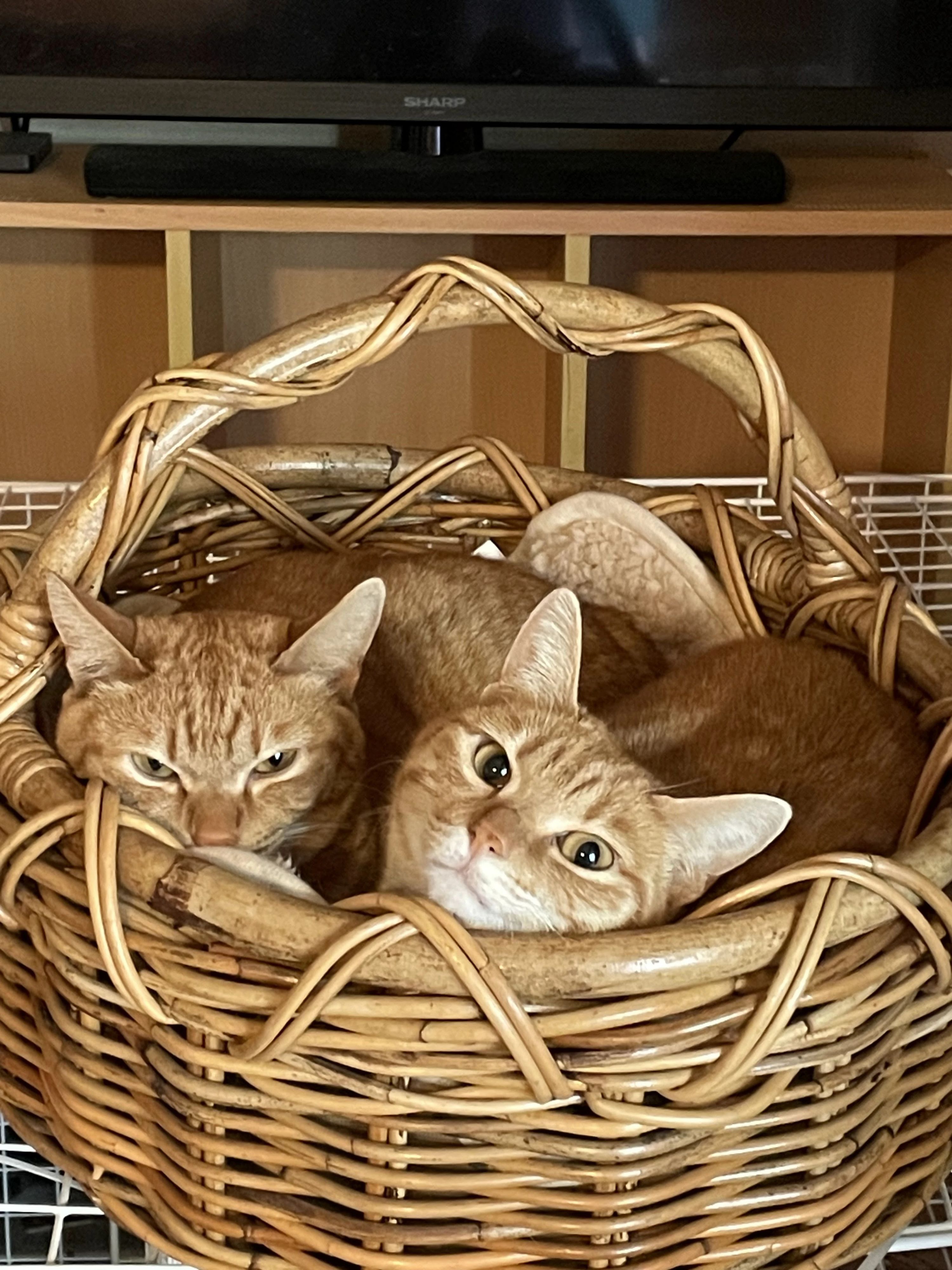 ECCジュニア 武雄スイミング教室のサムネイル画像 2