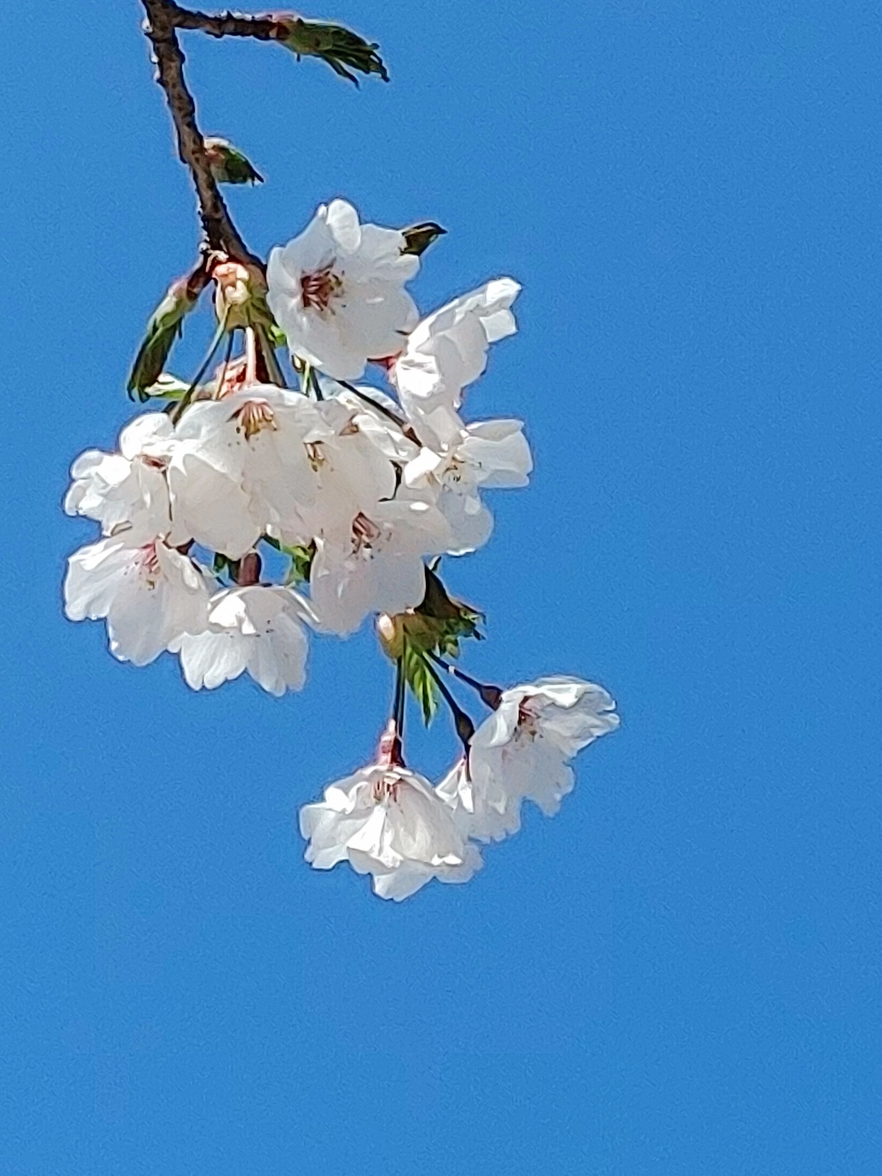 成基学園 ＳＳＳ（烏丸二条）のサムネイル画像 2